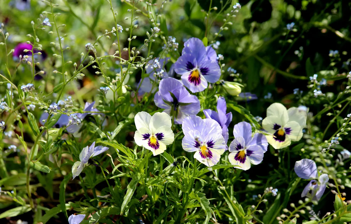 Photo wallpaper greens, light, flowers, glade, cute, spring, white, Pansy