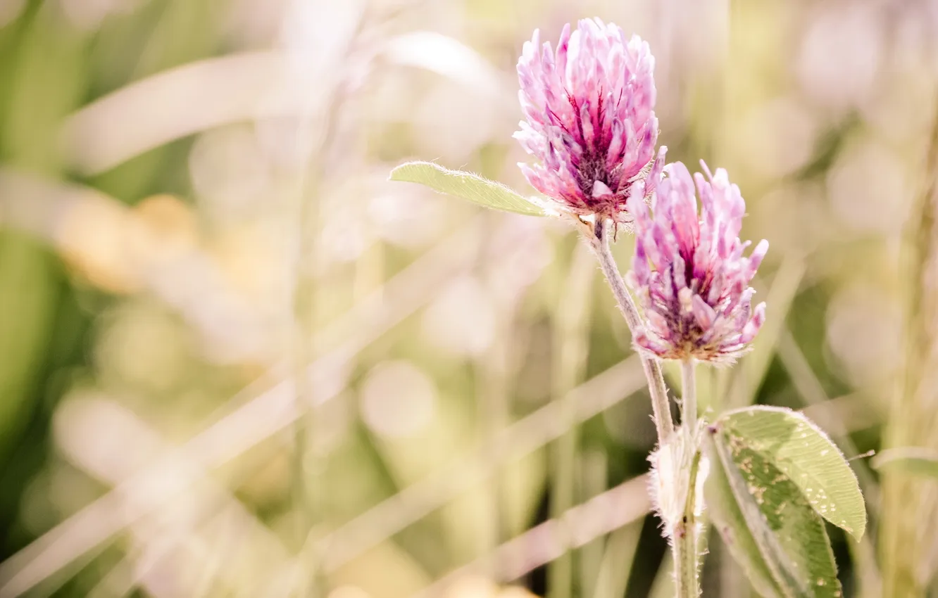 Photo wallpaper summer, flowers, nature