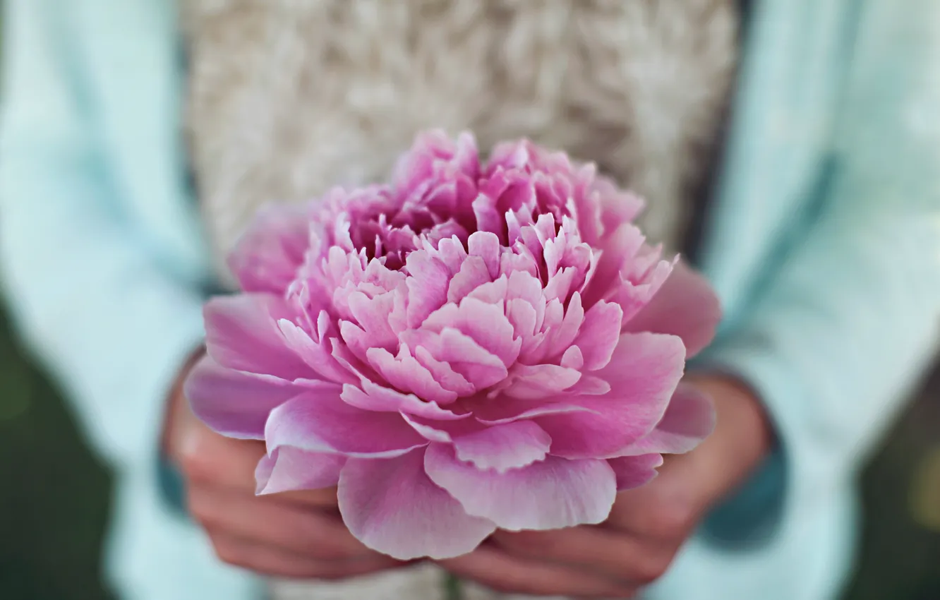 Photo wallpaper flower, pink, petals, peony