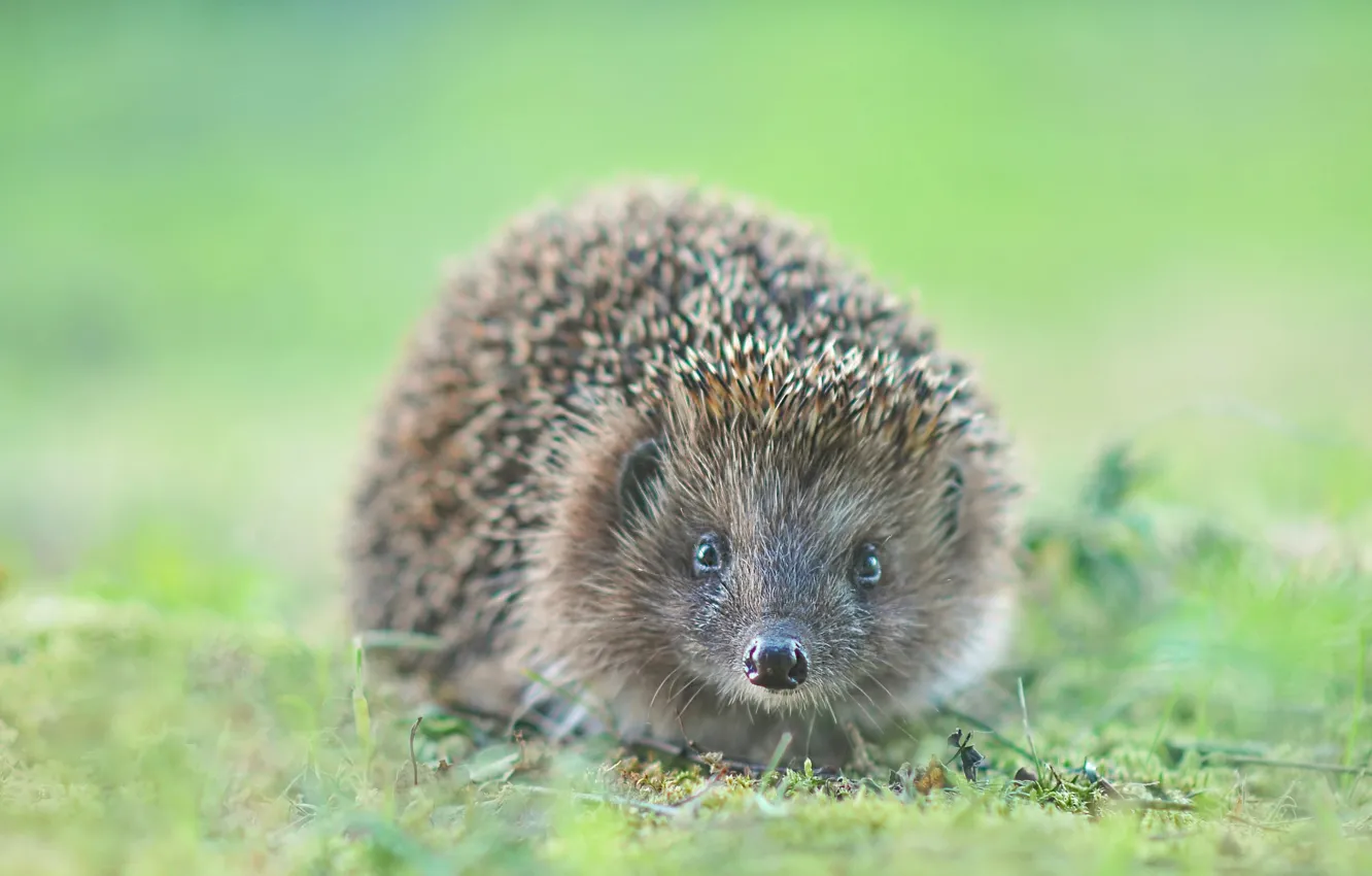 Wallpaper grass, photo, hedgehog for mobile and desktop, section