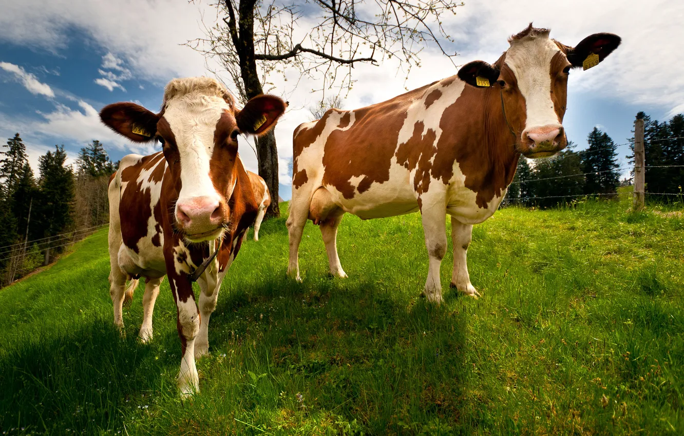 Photo wallpaper nature, Switzerland, cows