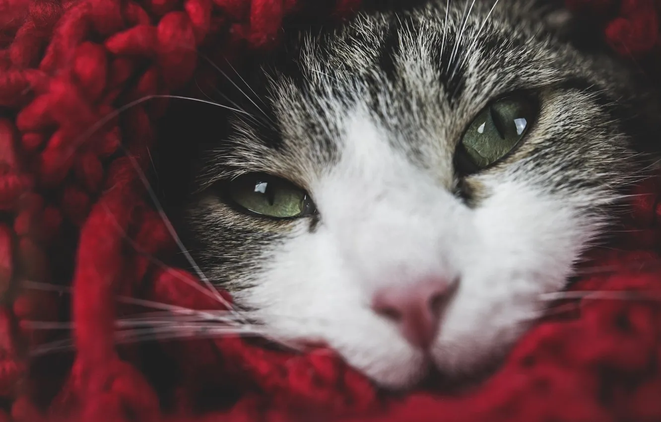 Photo wallpaper portrait, look, cat, pose, red, grey with white, knitted, face