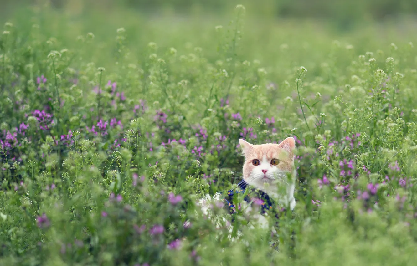 Photo wallpaper field, cat, grass, torode