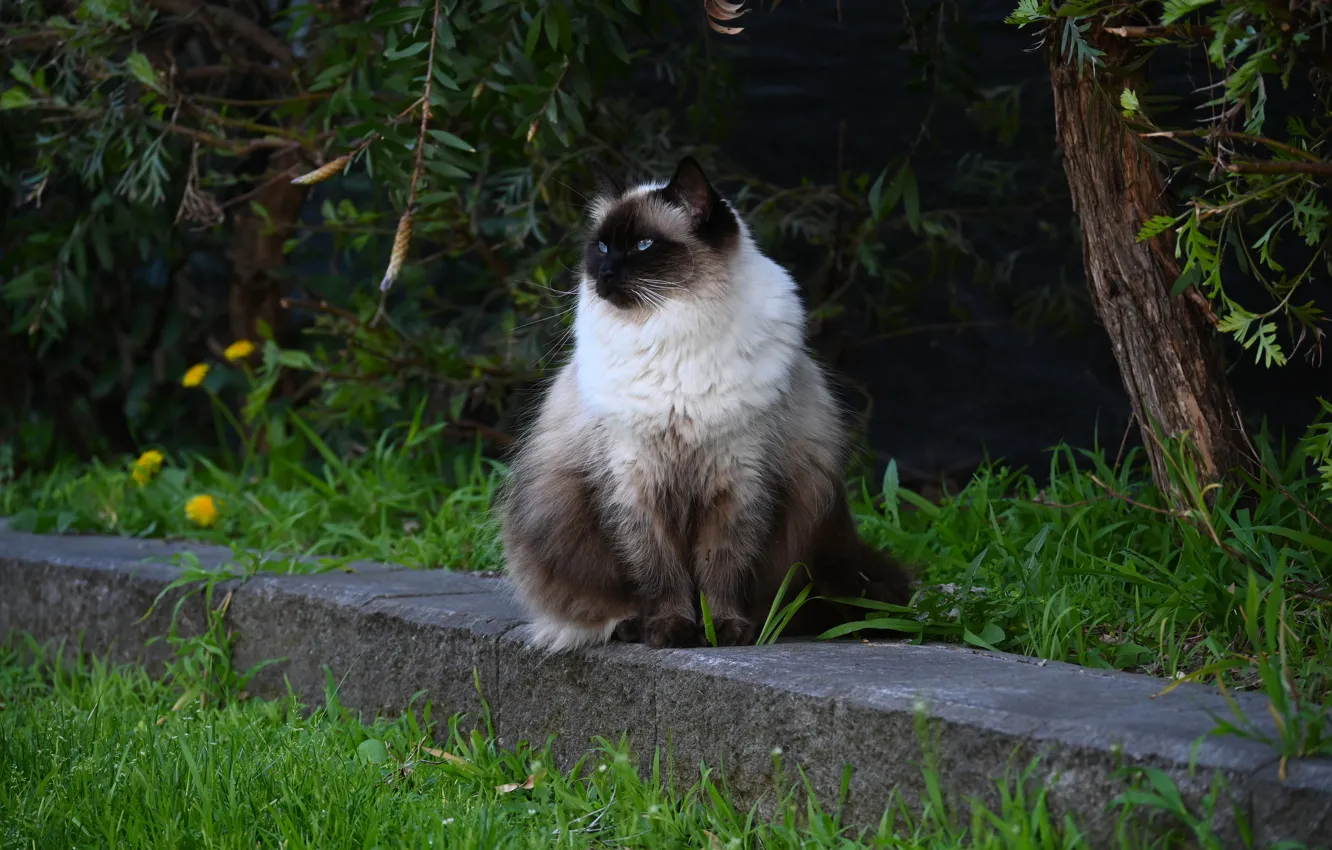 Photo wallpaper cat, summer, grass, cat, nature, garden, concrete, sitting