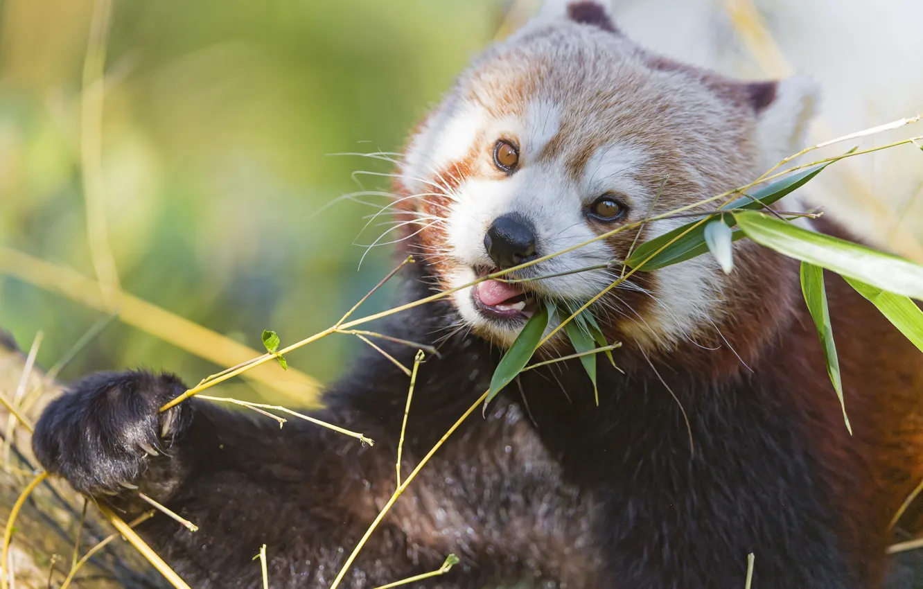 Photo wallpaper branch, bamboo, red Panda, firefox, red Panda, ©Tambako The Jaguar