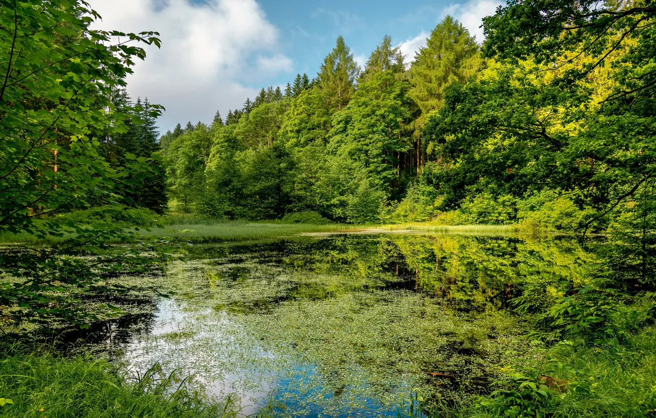 Photo wallpaper greens, forest, summer, grass, clouds, branches, lake, pond