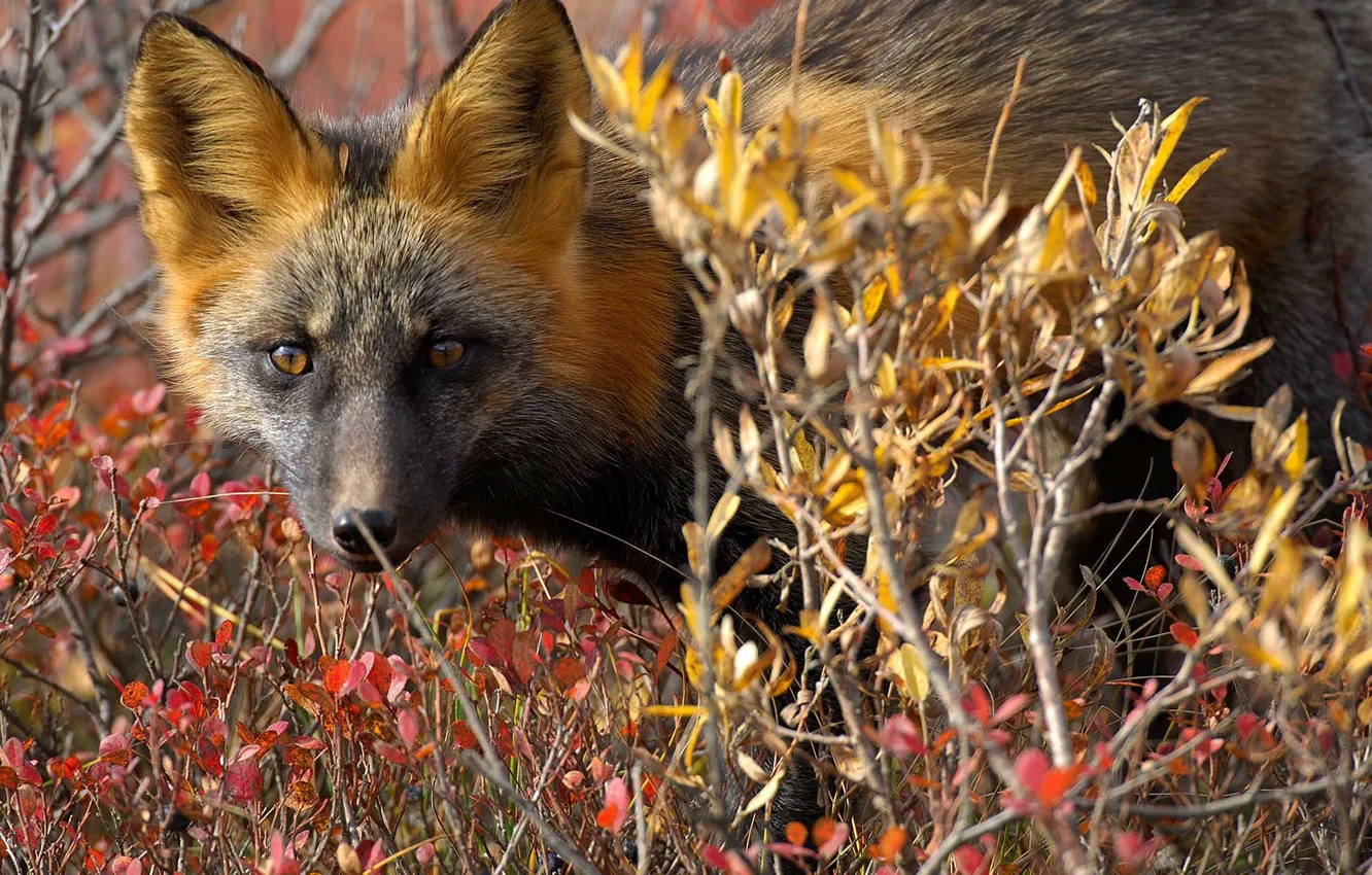 Photo wallpaper nature, Canada, Fox, the red Fox