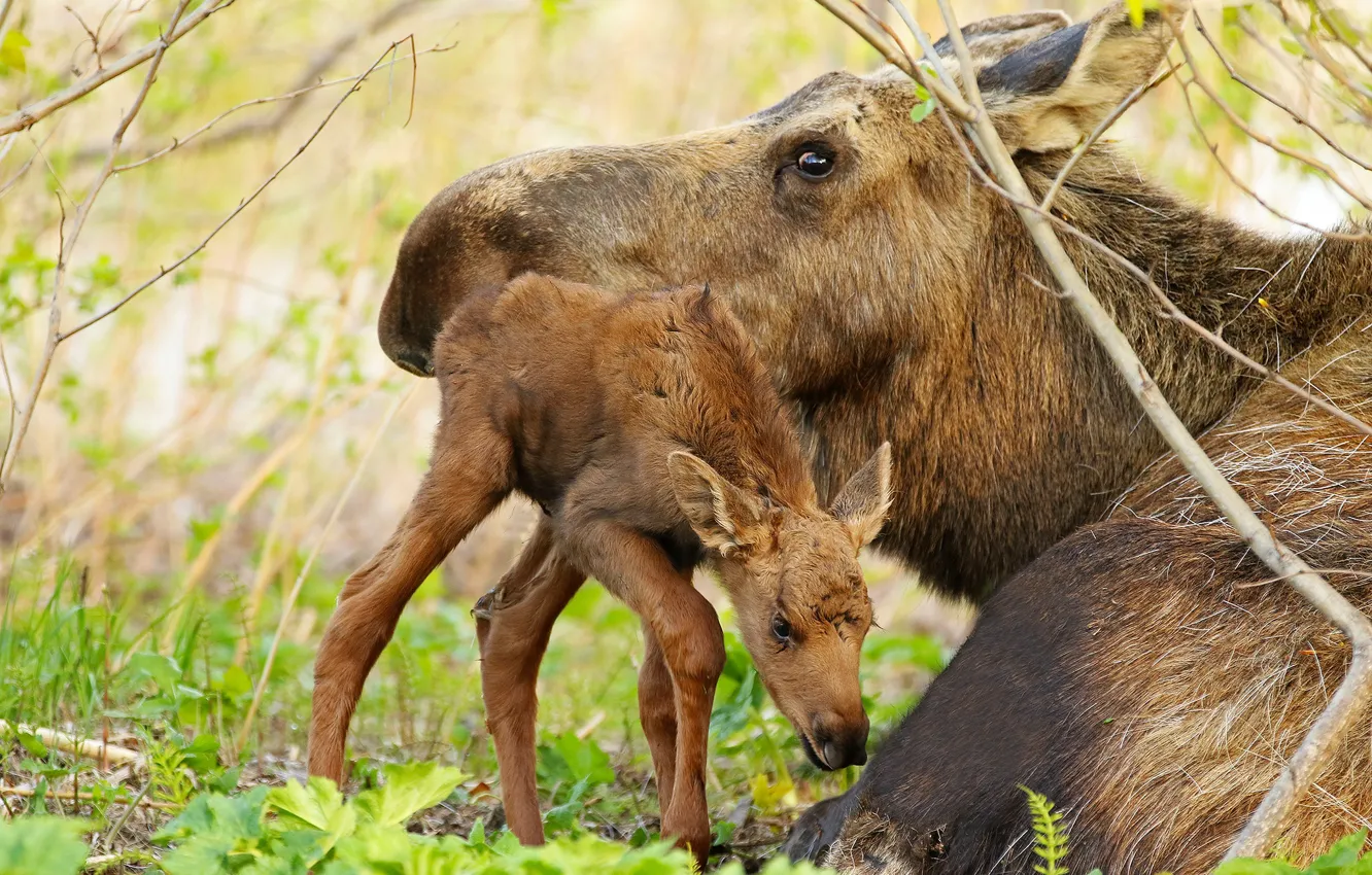 Photo wallpaper forest, nature, moose