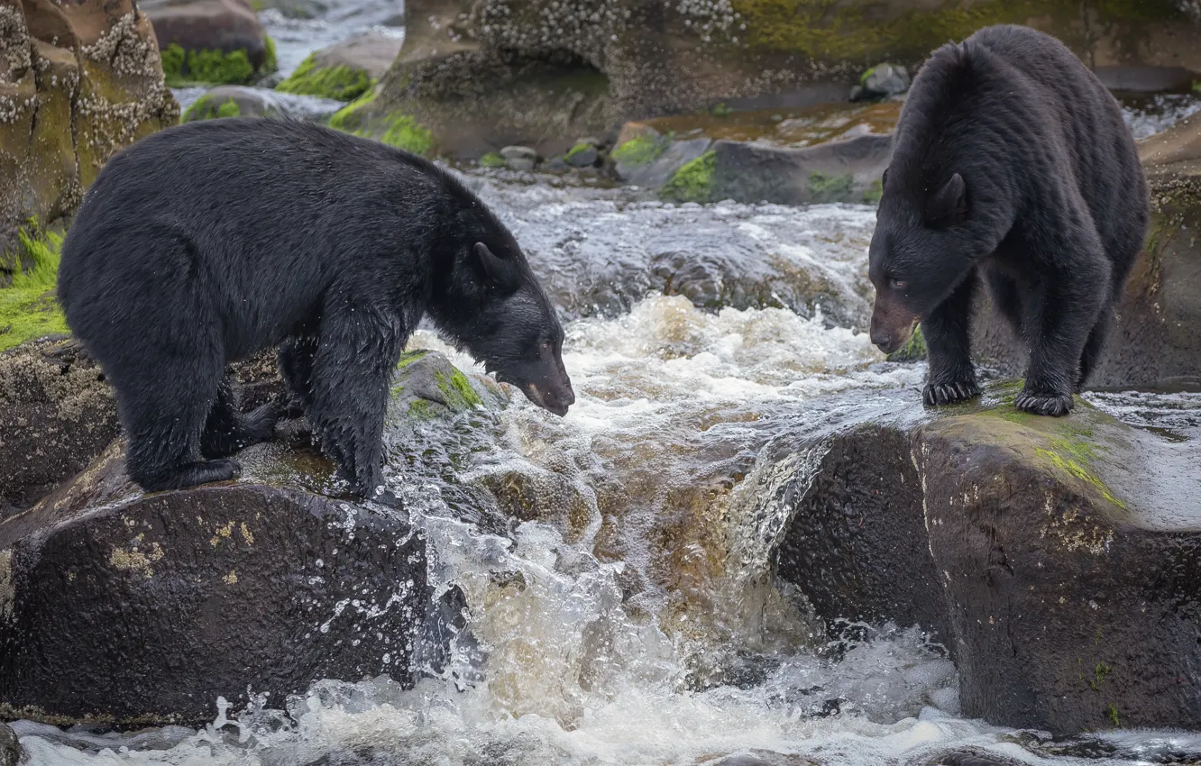 Photo wallpaper river, fishing, bear