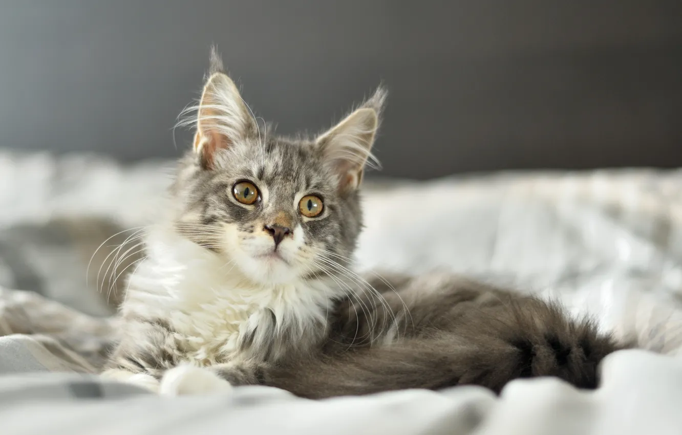 Photo wallpaper look, kitty, Maine Coon