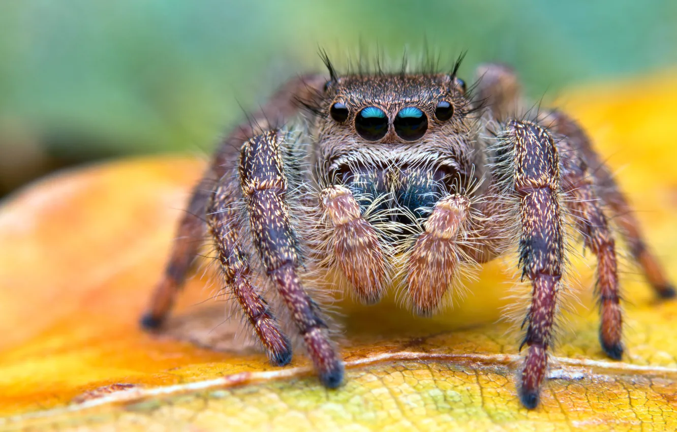 Photo wallpaper eyes, macro, background, spider, hairy, leaf, jumper, spider