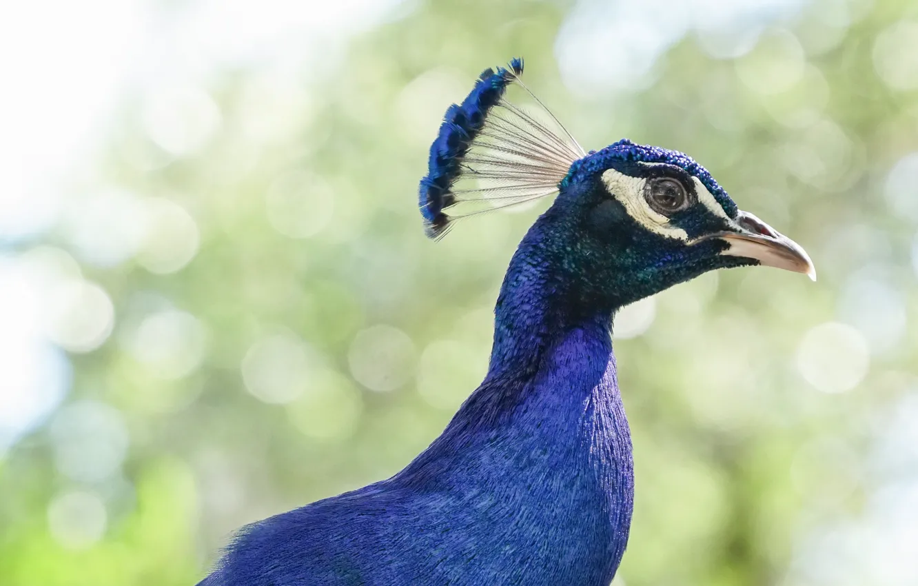 Photo wallpaper look, bird, Peacock