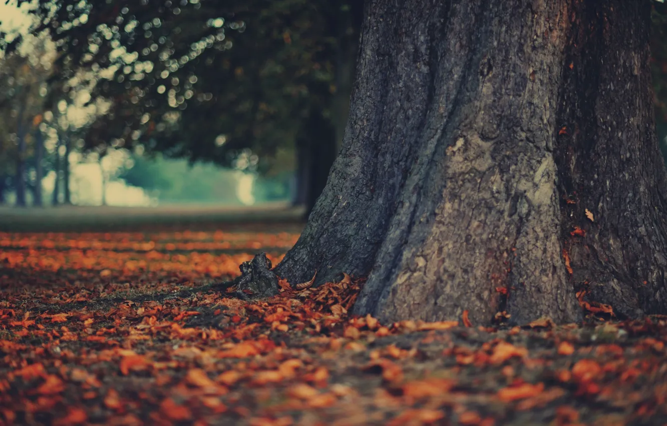Photo wallpaper autumn, leaves, trees, nature, Wallpaper