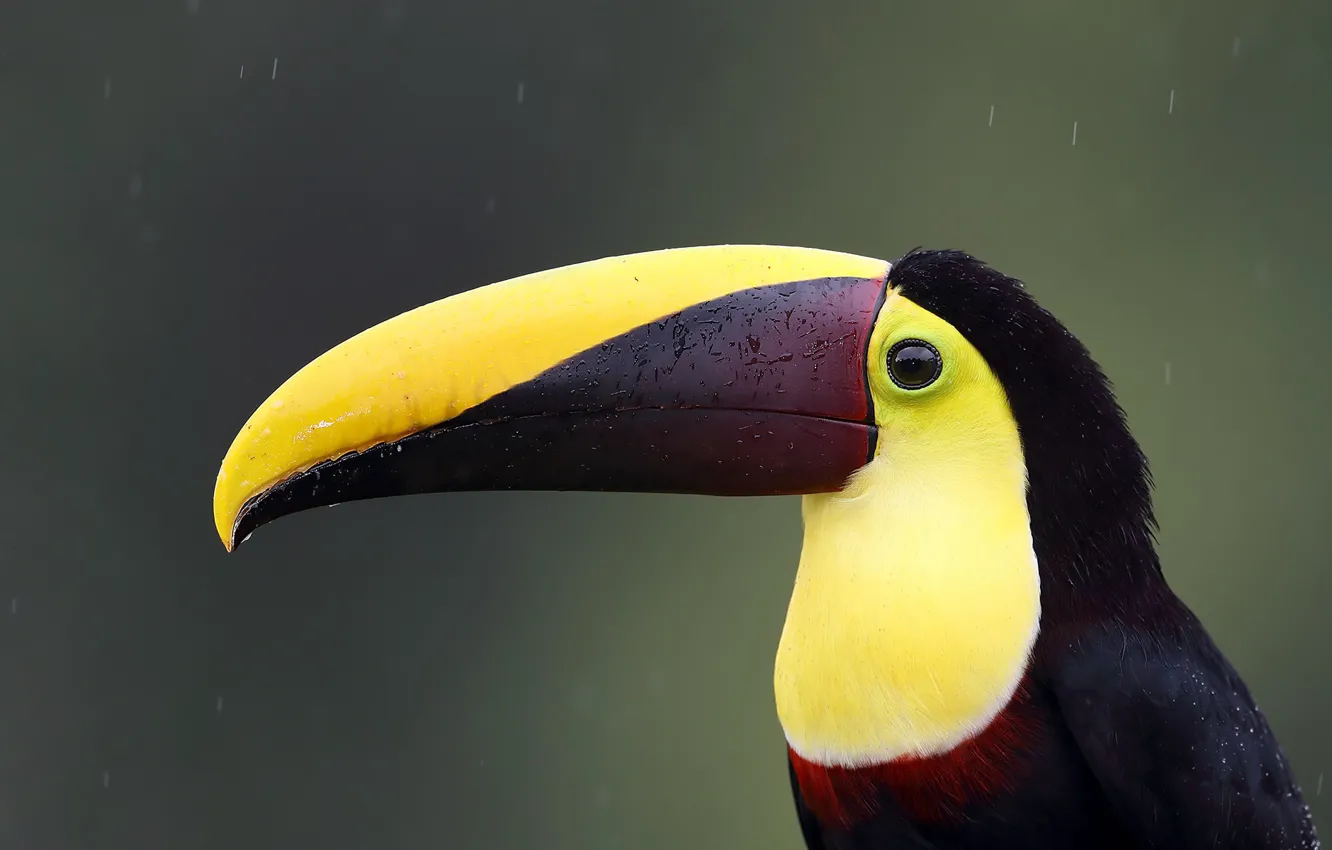 Photo wallpaper rain, bird, beak, nose, Toucan