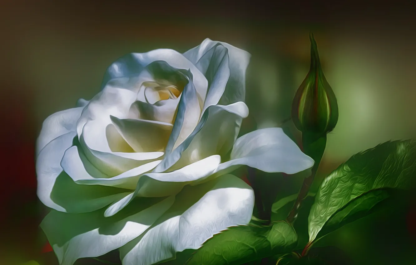 Photo wallpaper white, background, roses, petals, buds