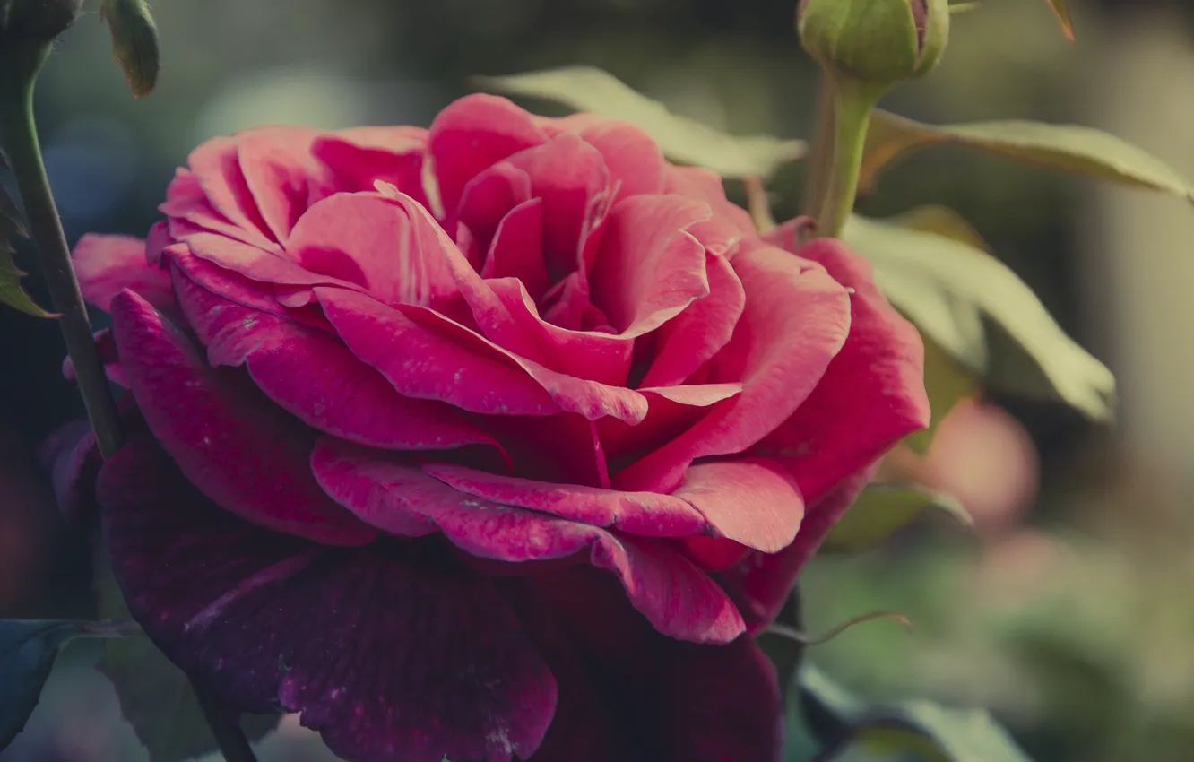 Photo wallpaper macro, flowers, roses, red rose