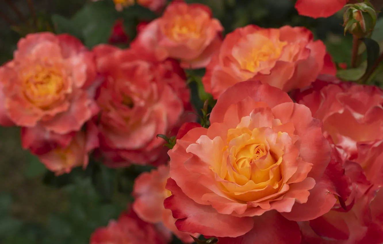 Photo wallpaper roses, petals, fire