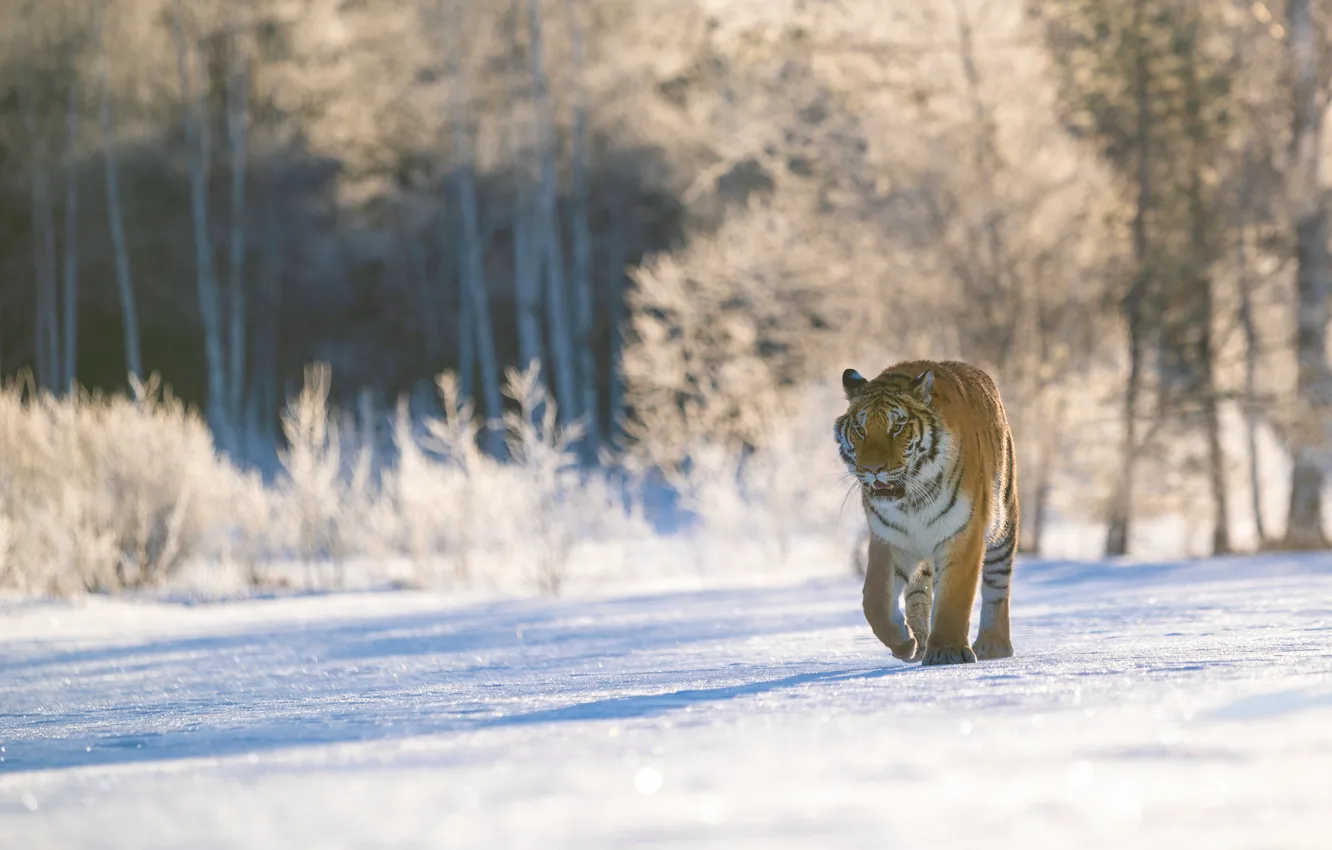 Photo wallpaper winter, forest, snow, nature, tiger, fog, shadow, morning