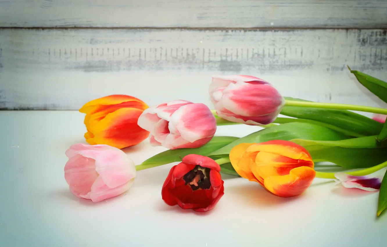 Photo wallpaper flowers, tulips, buds