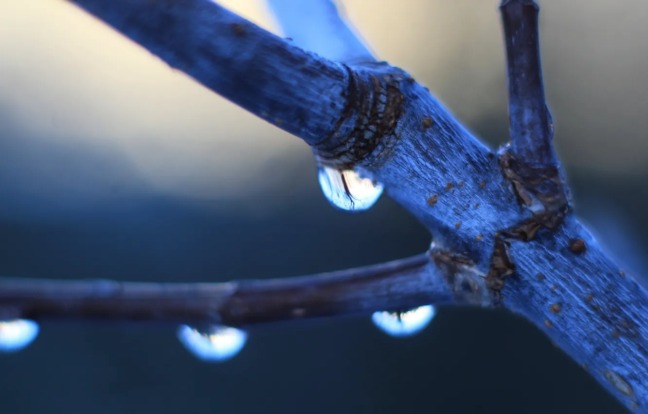 Photo wallpaper water, macro, drops, twig