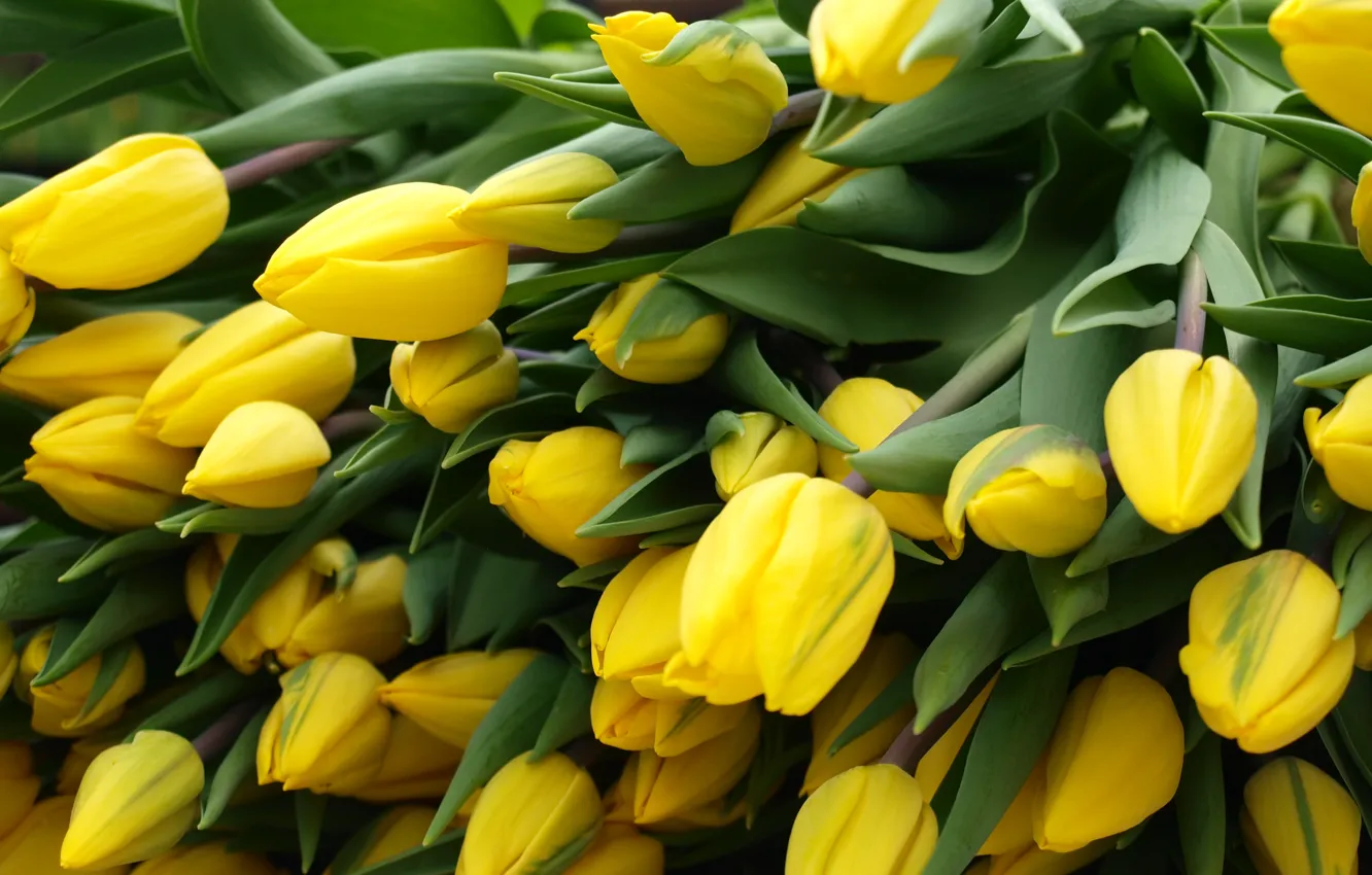 Photo wallpaper leaves, flowers, yellow, bouquet, spring, petals, stem, tulips