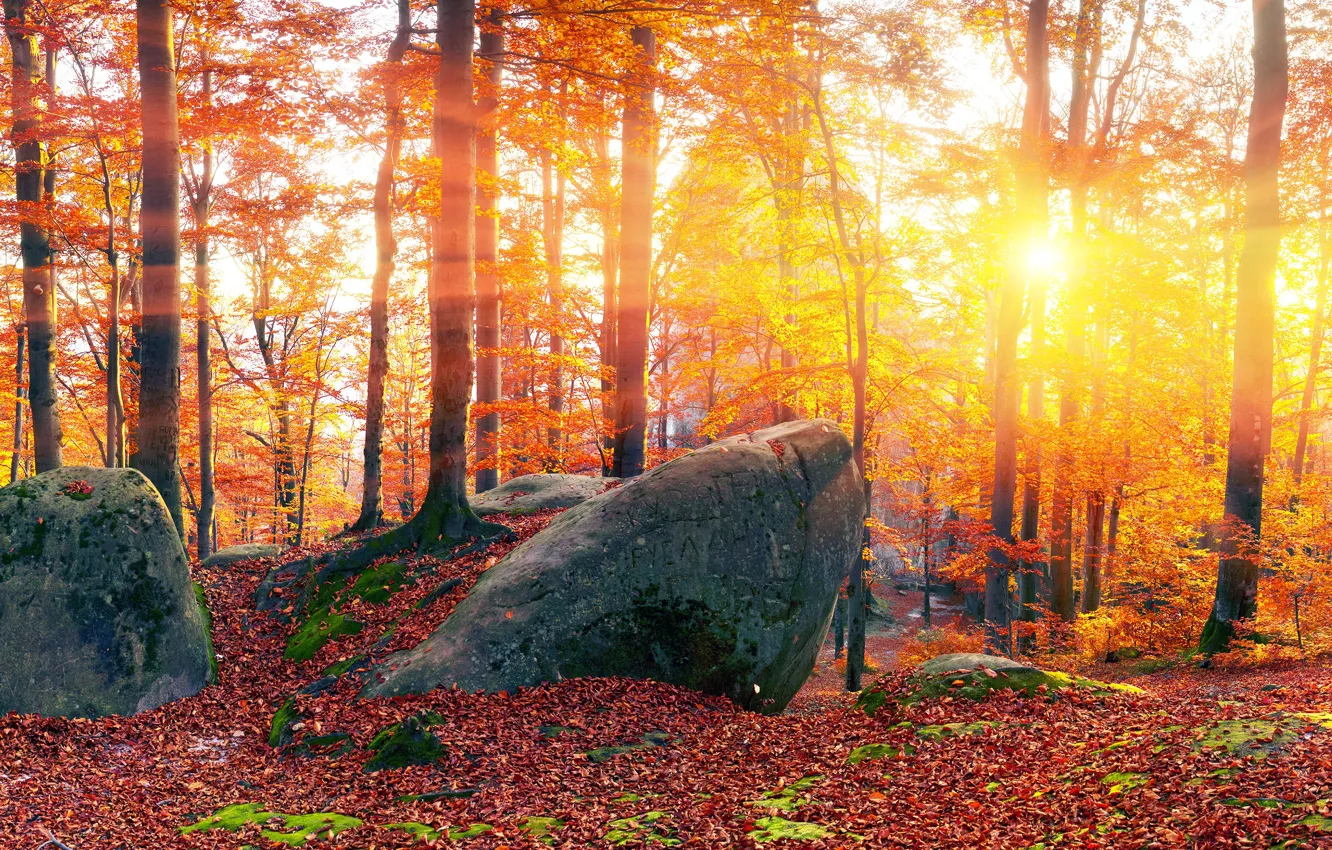 Photo wallpaper autumn, forest, leaves, the sun, rays, trees, yellow, stones