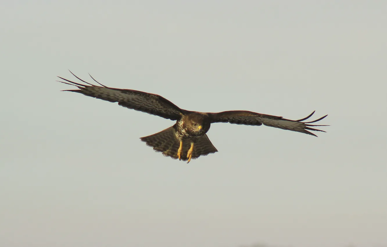 Photo wallpaper flight, background, bird, Wallpaper, speed, wings, feathers, beak