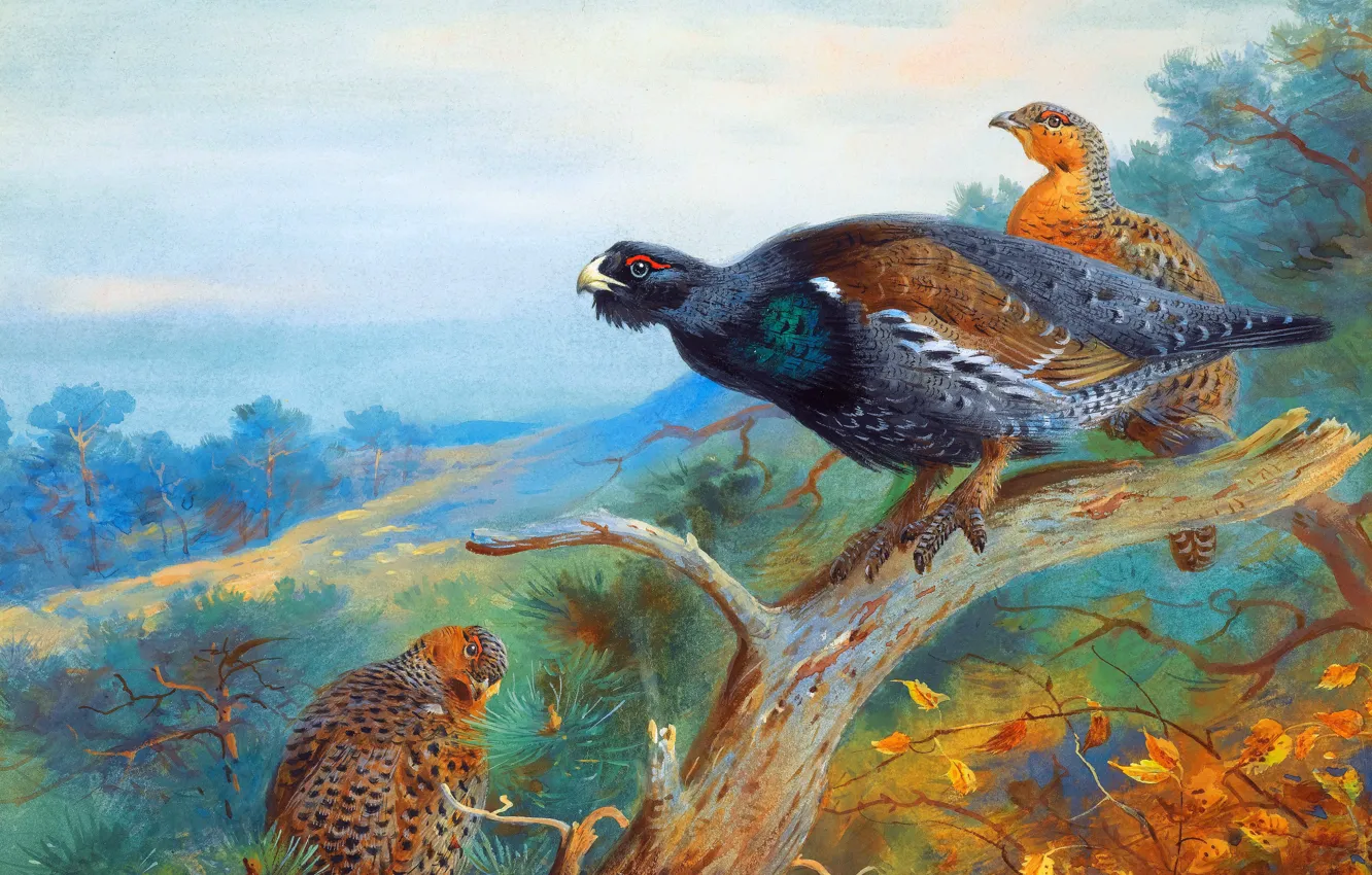 Photo wallpaper Tree, Birds, Picture, Grouse, Archibald Thorburn, Archibald Thorburn,, Scottish painter