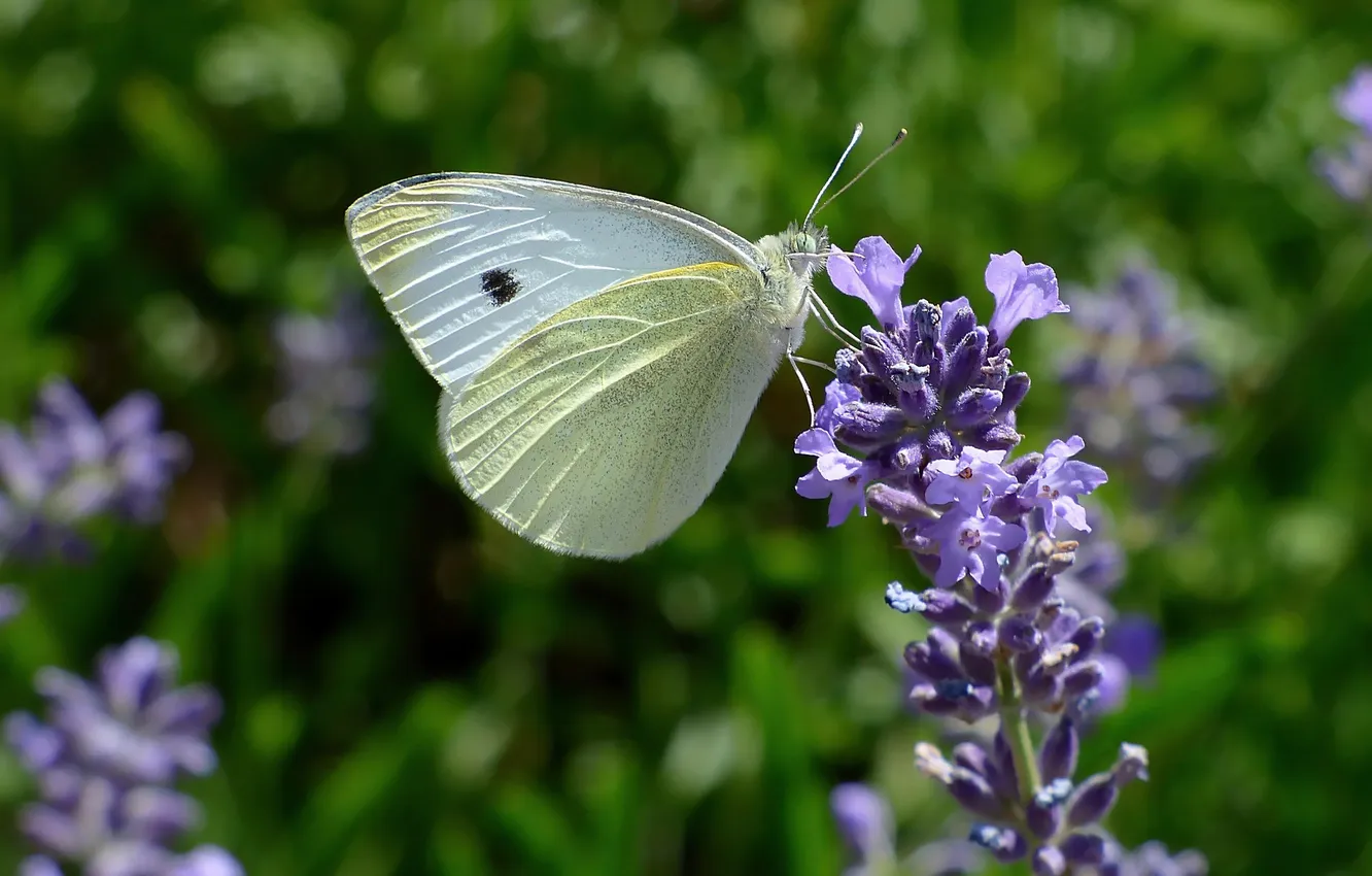 Photo wallpaper macro, butterfly, wings, beautiful, flowering, closeup