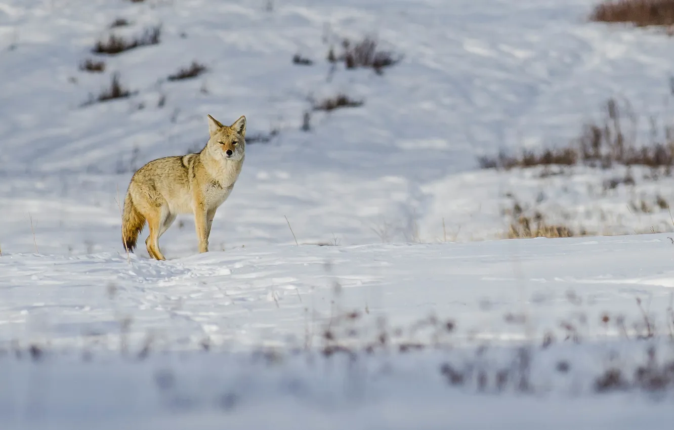 Photo wallpaper winter, snow, coyote