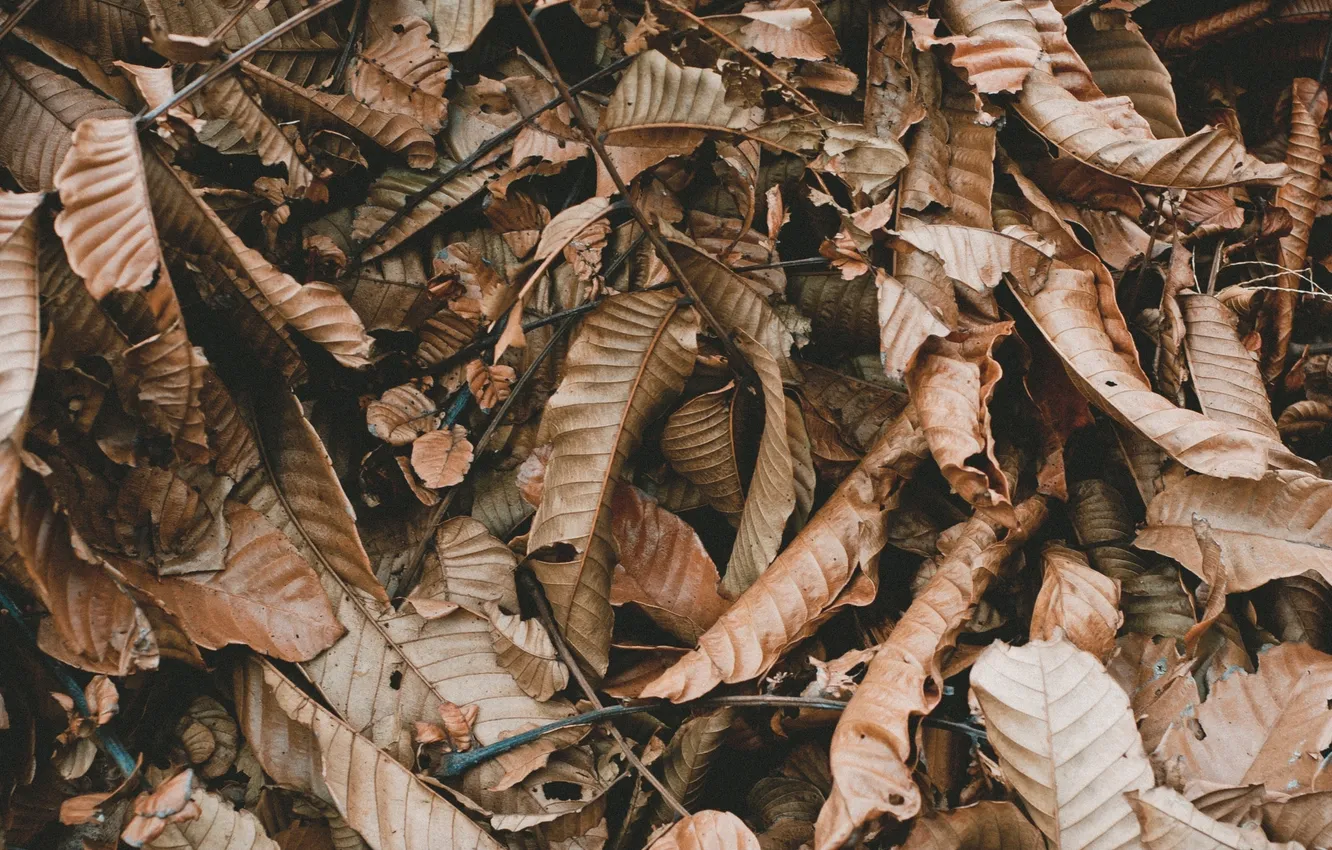 Photo wallpaper autumn, leaves, Dry