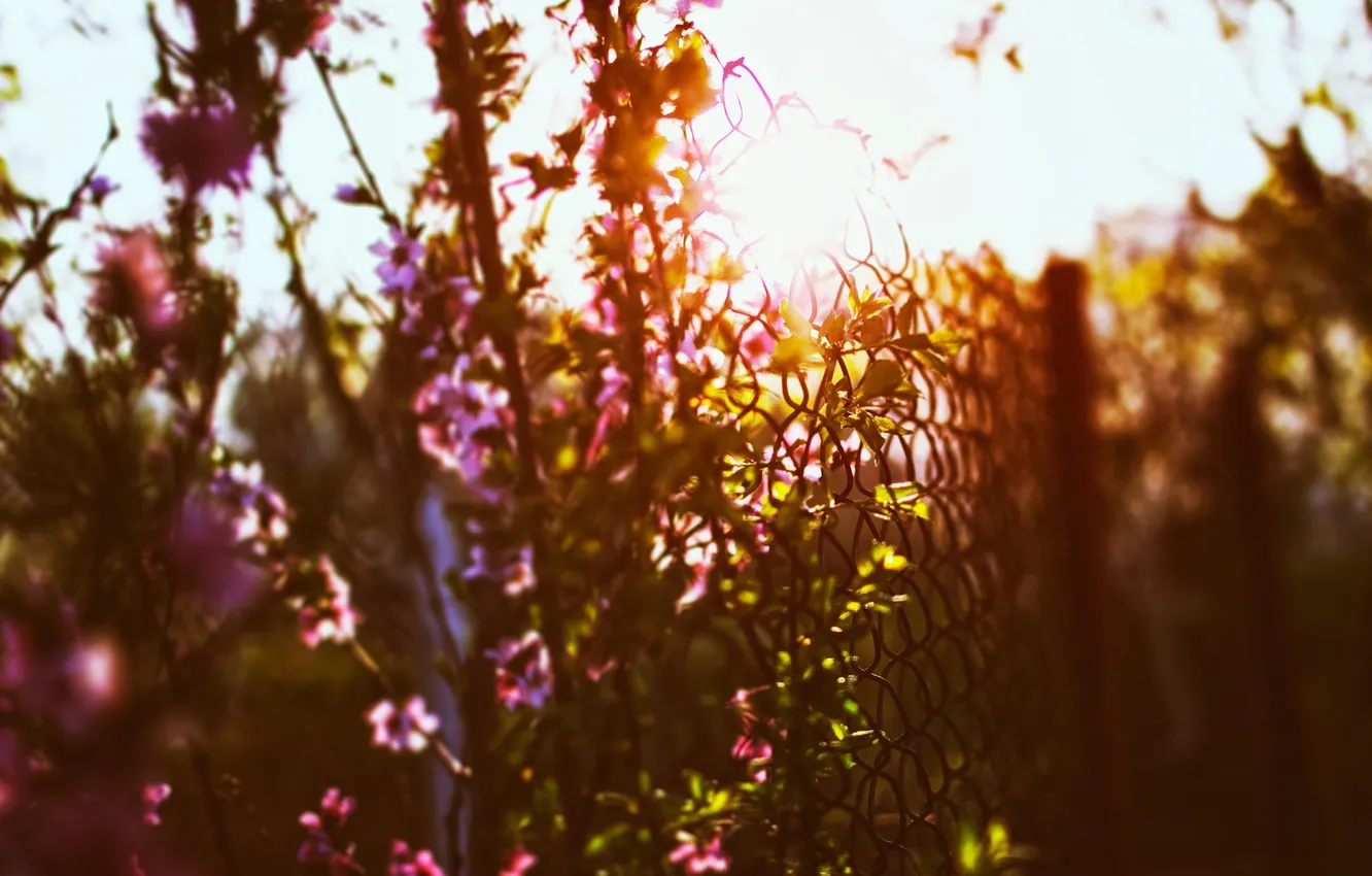 Photo wallpaper macro, sunset, flowers, nature, heat, spring, may, cottage