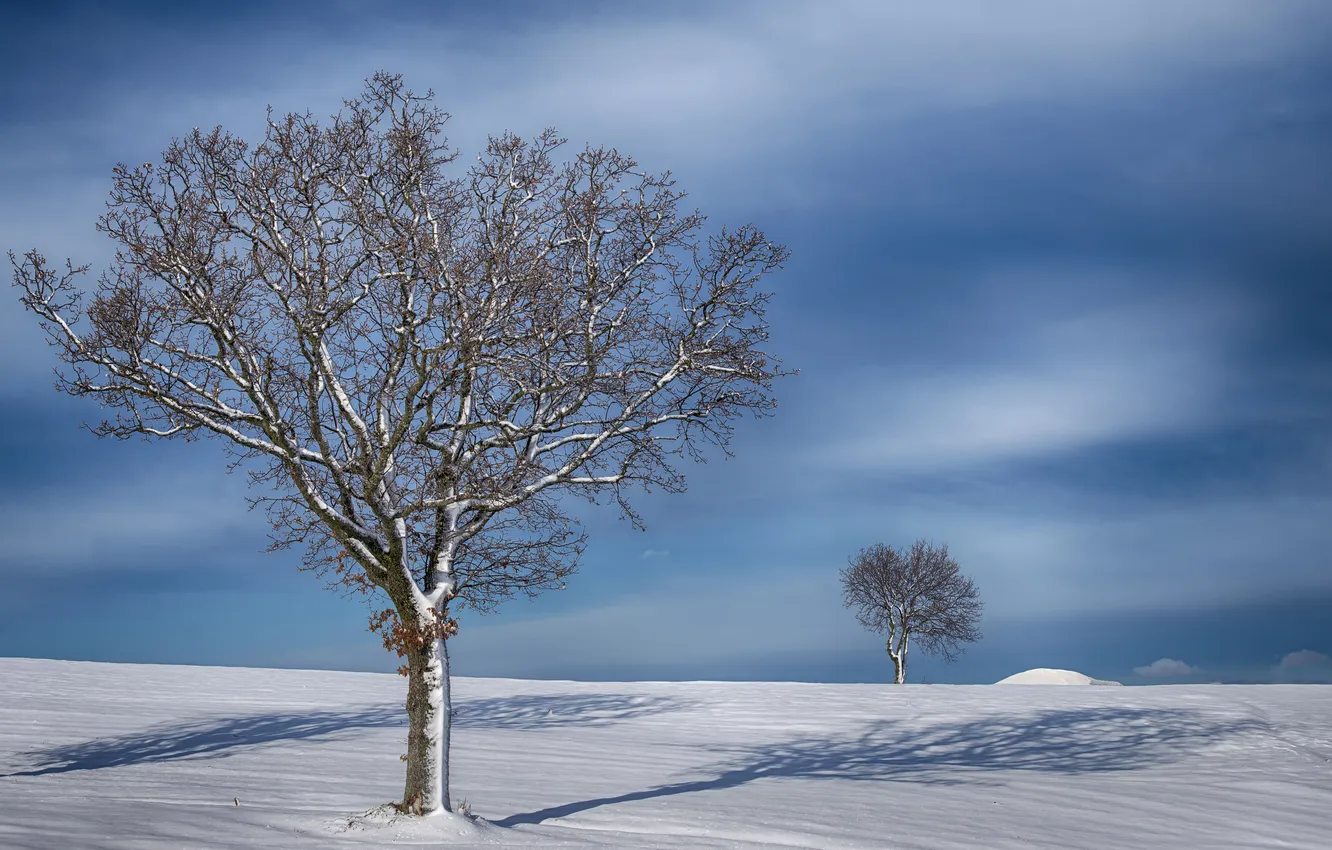 Photo wallpaper winter, field, the sky, snow, trees, shadow