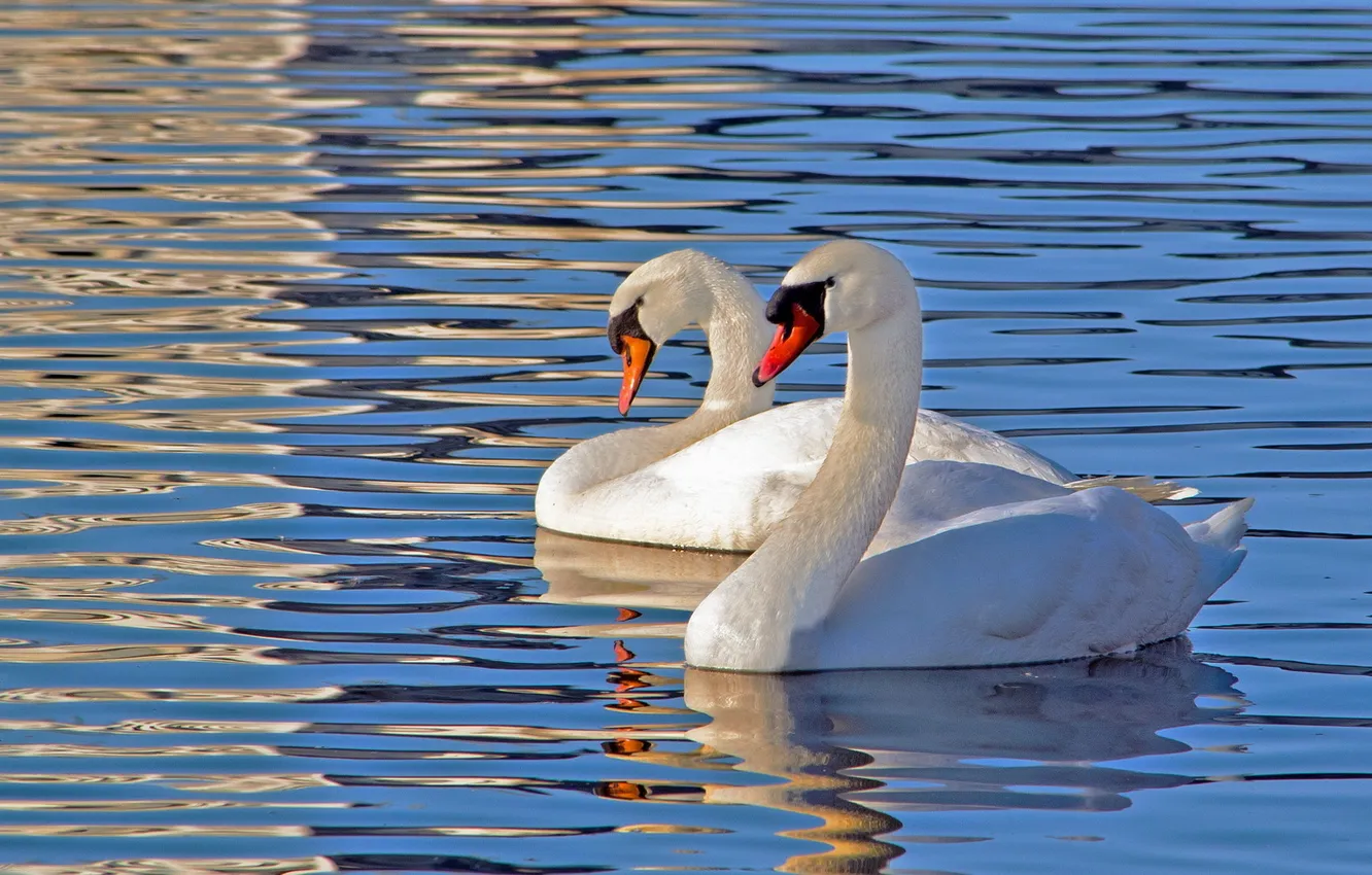 Photo wallpaper nature, lake, bird, swans
