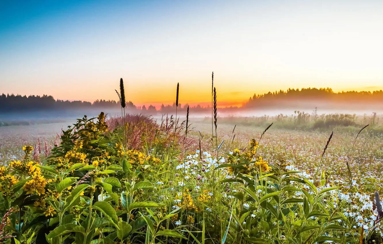 Photo wallpaper field, fog, morning