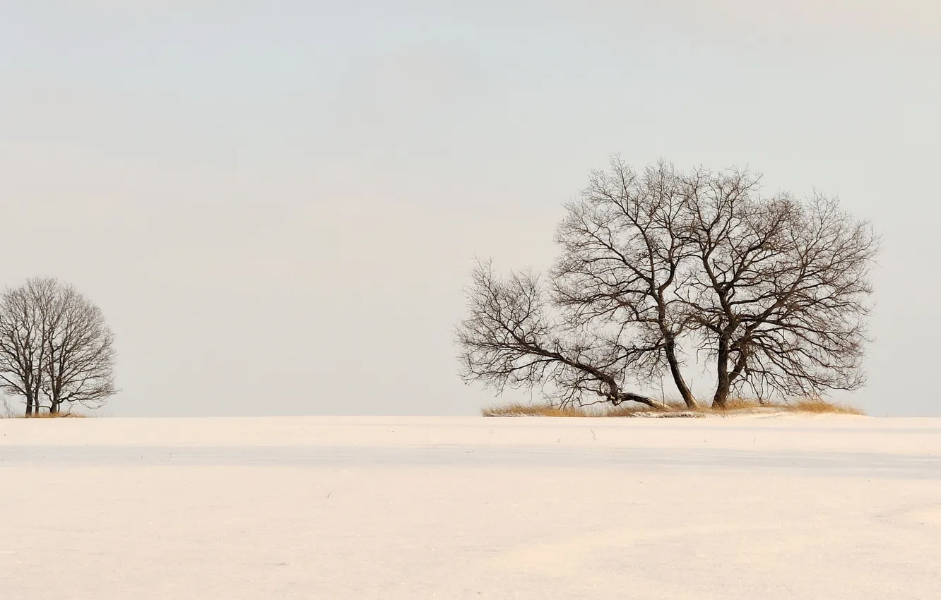 Photo wallpaper winter, field, snow, trees
