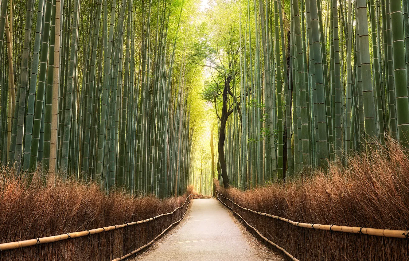 Photo wallpaper light, trees, bamboo, stem, the fence, track, trunk, alley