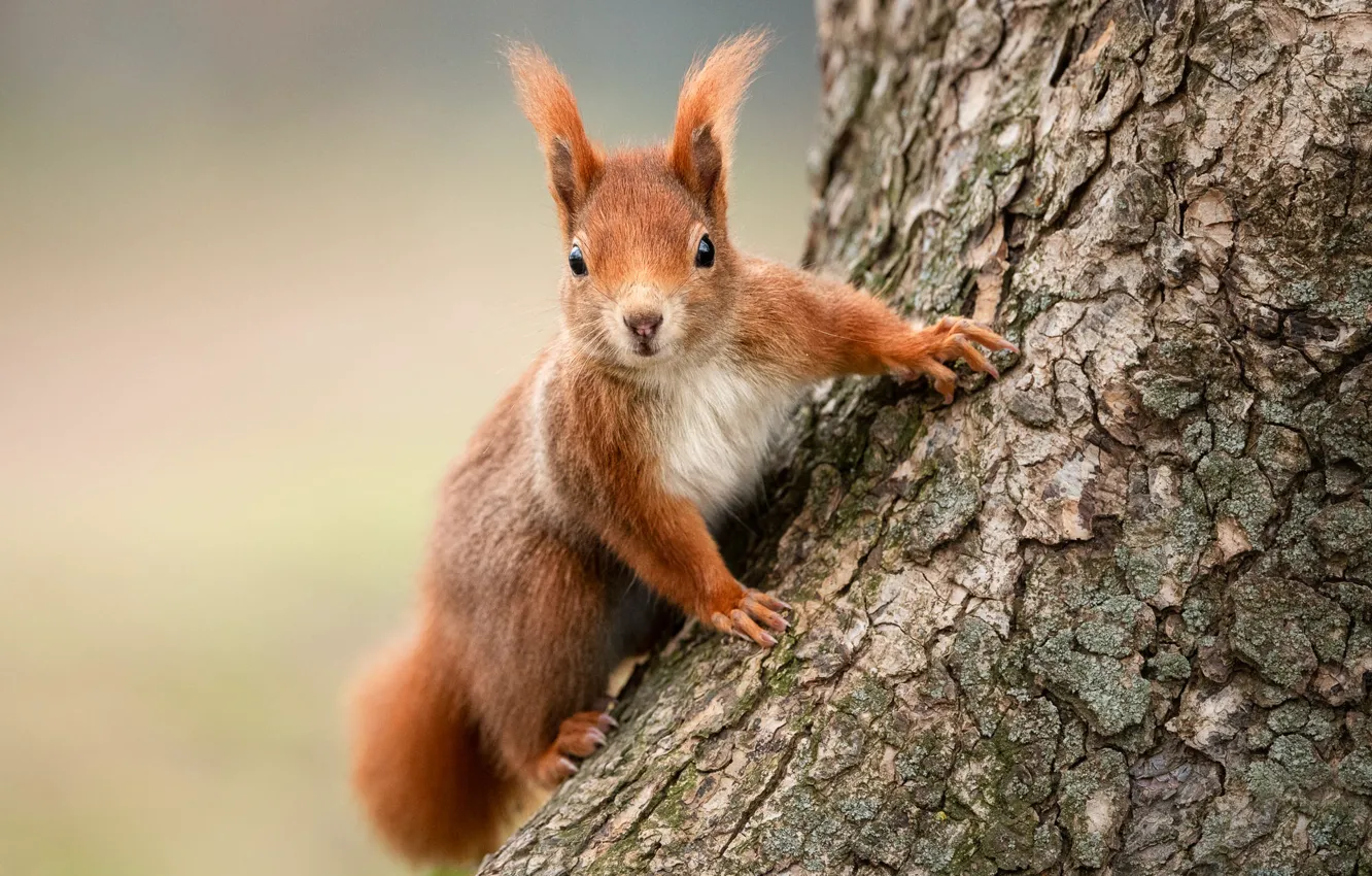 Photo wallpaper trees, pose, protein, trunk, bark, face