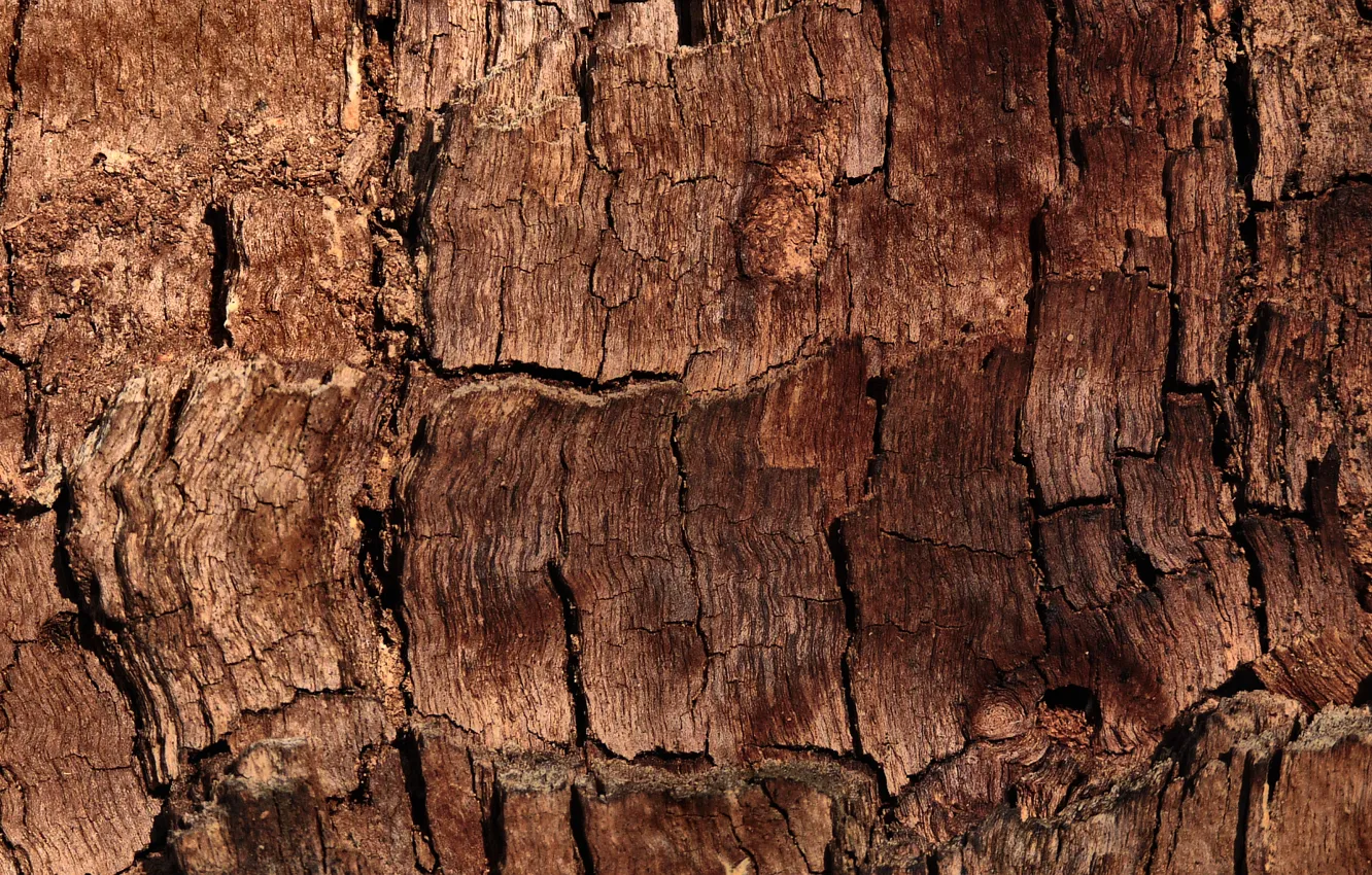 Photo wallpaper wood, brown, pattern, bark