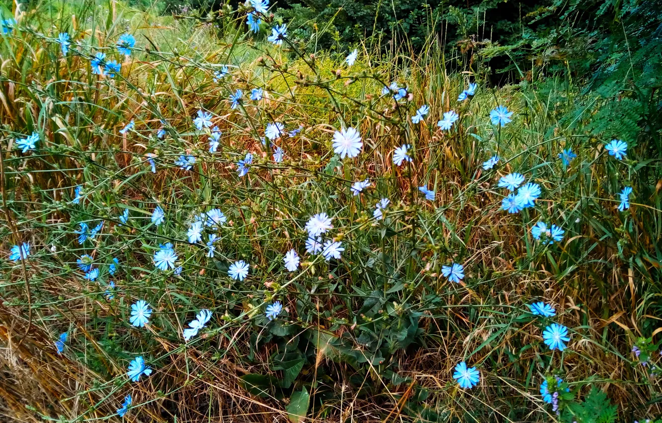 Photo wallpaper summer, grove, Chicory