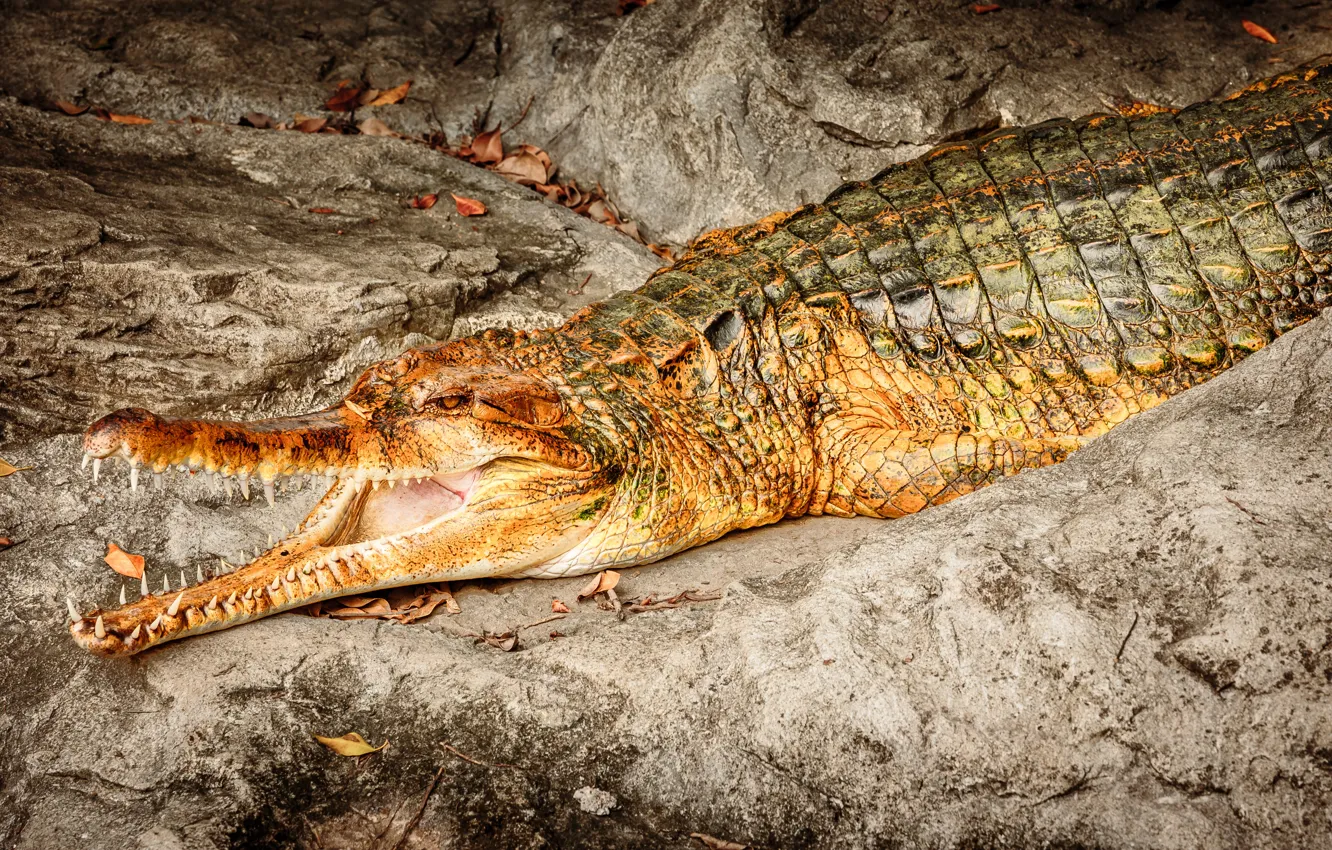 Photo wallpaper rocks, crocodile, reptile