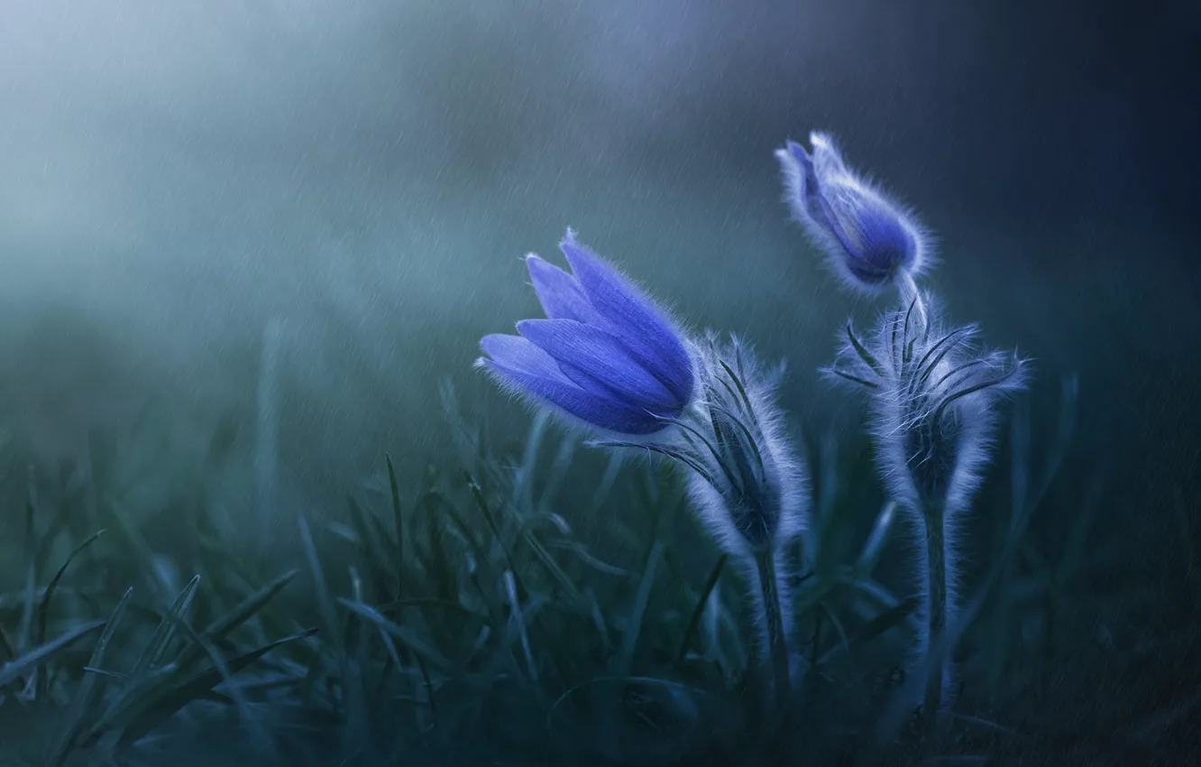 Photo wallpaper flowers, rain, spring, blue, cross