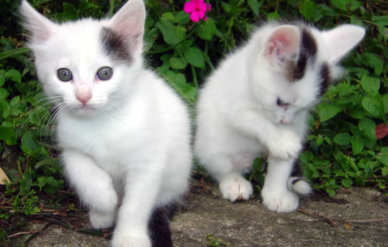 Photo wallpaper greens, flower, grass, cat, leaves, kittens, flower, Two