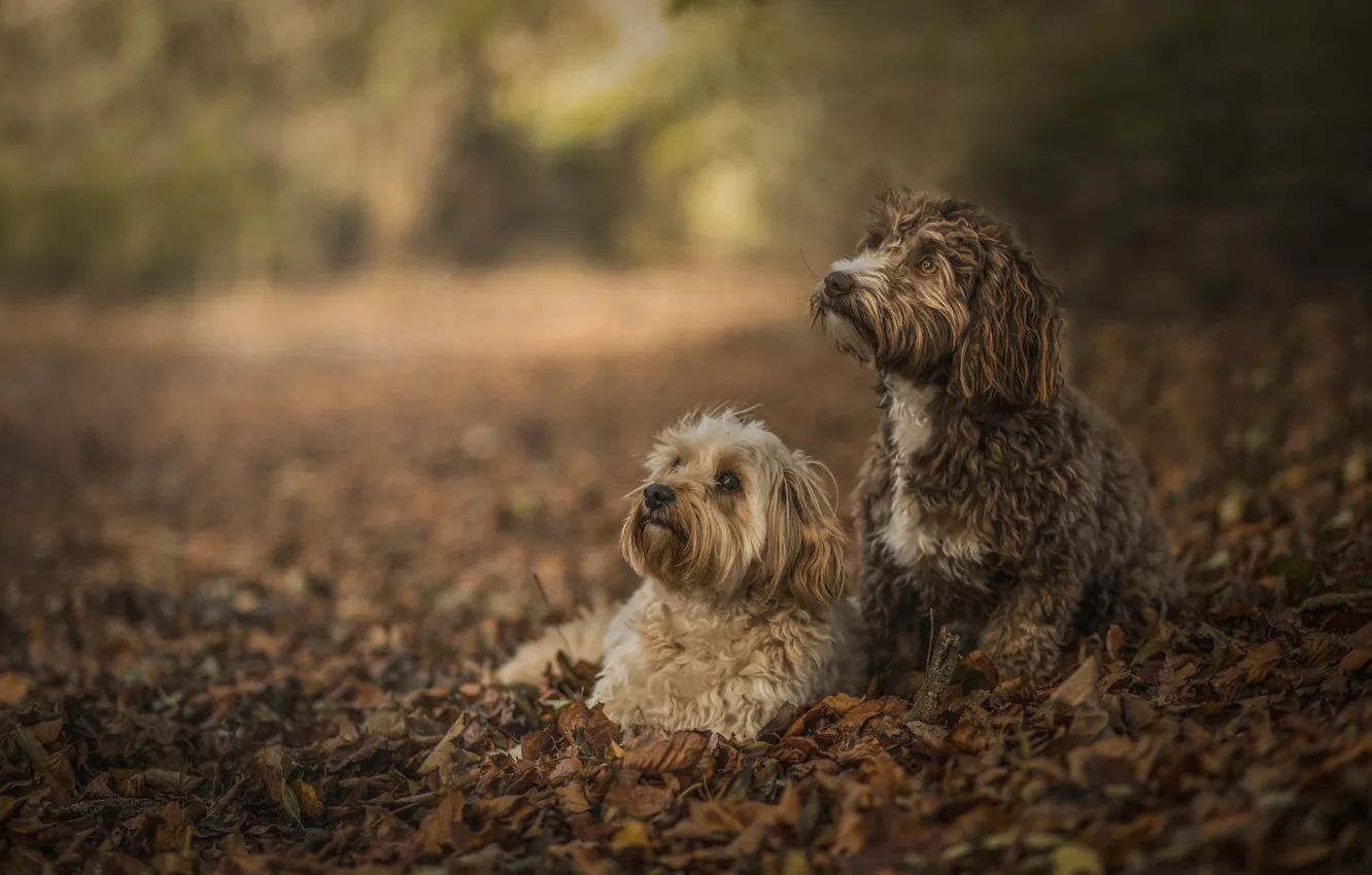 Photo wallpaper leaves, bokeh, two dogs