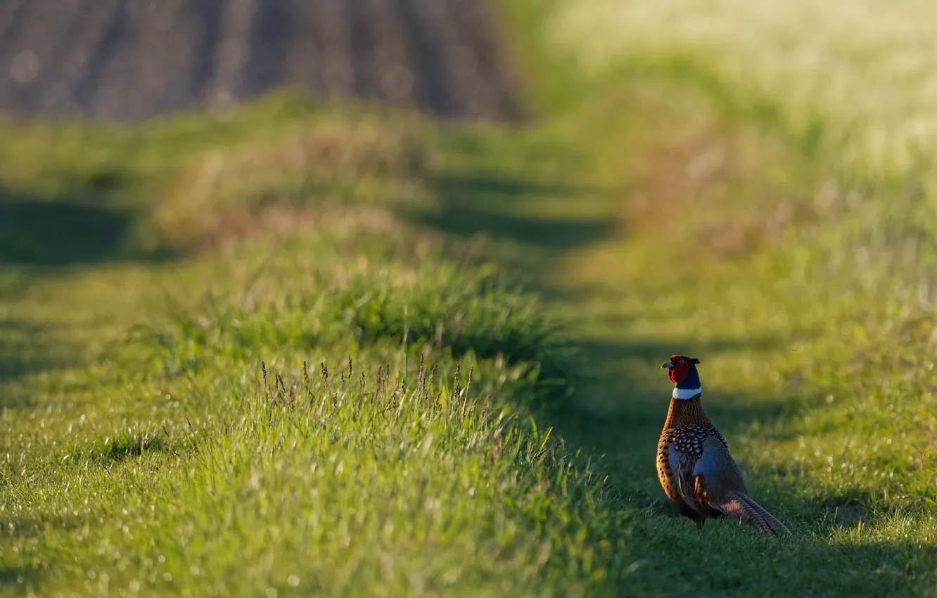 Photo wallpaper field, summer, grass, light, nature, bird, pheasant
