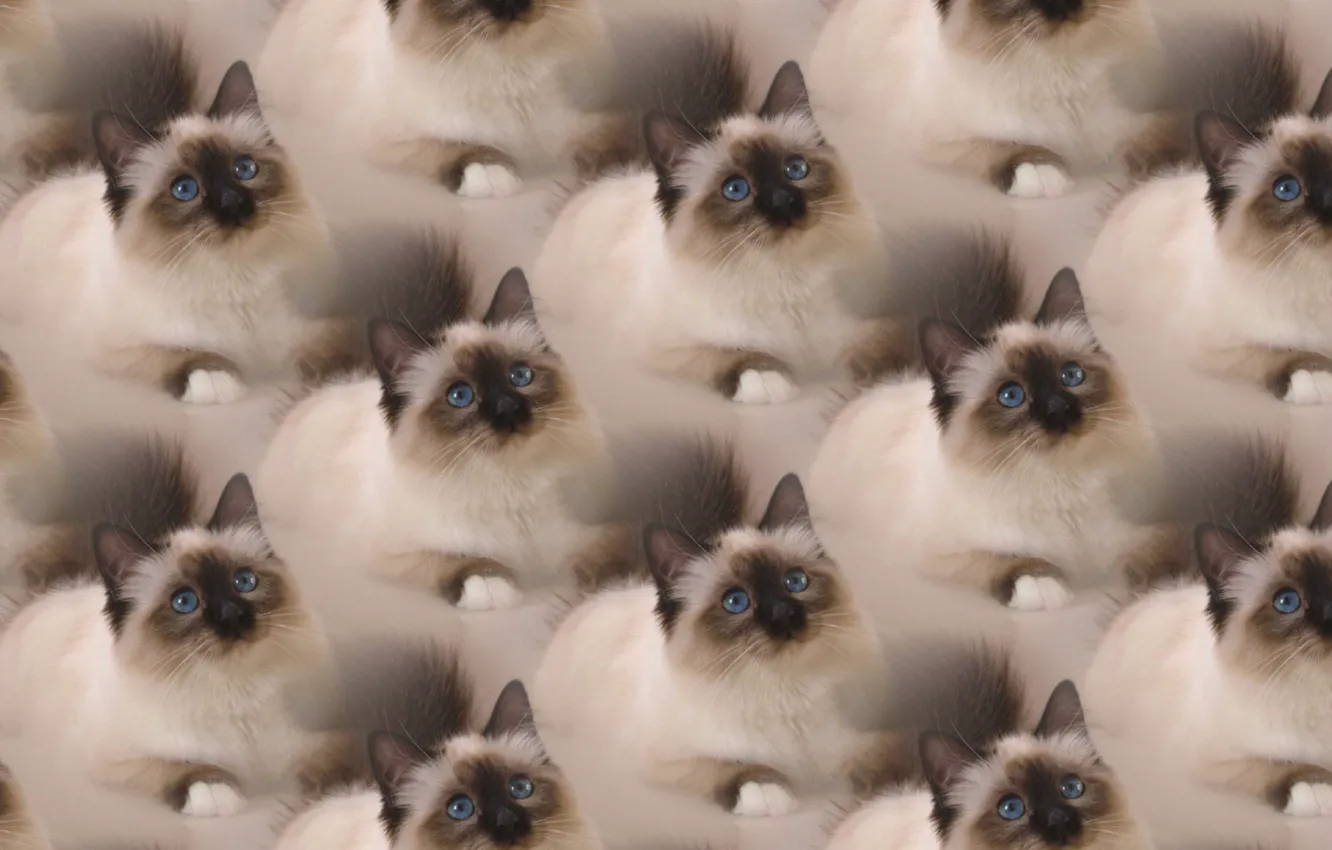 Photo wallpaper cat, background, texture, fluffy