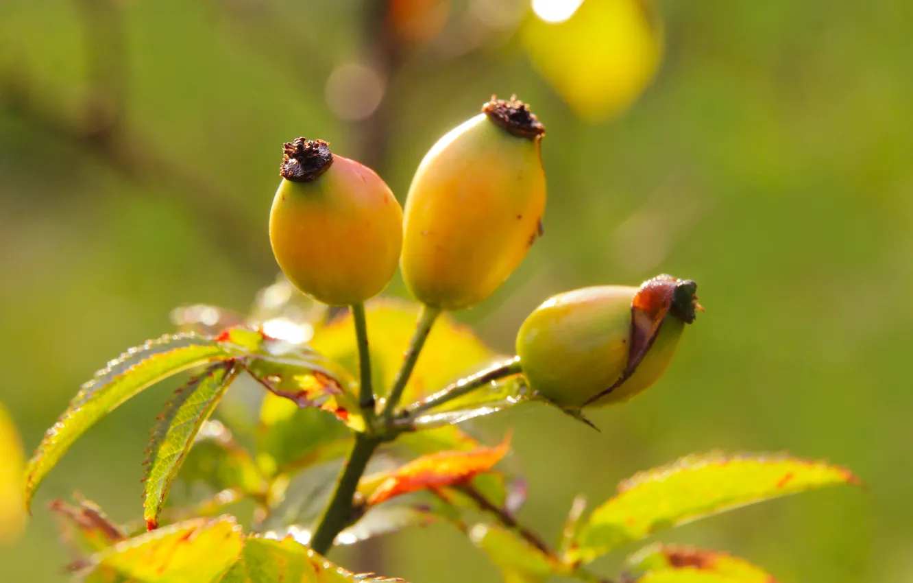 Photo wallpaper fruit, leaf, plant