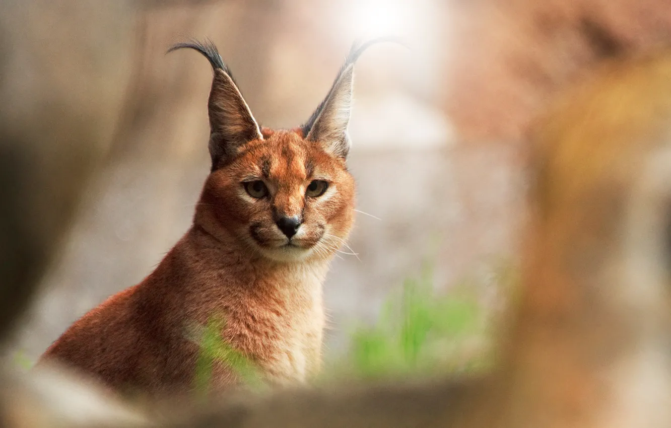 Photo wallpaper cat, background, looks, razmytost, Caracal