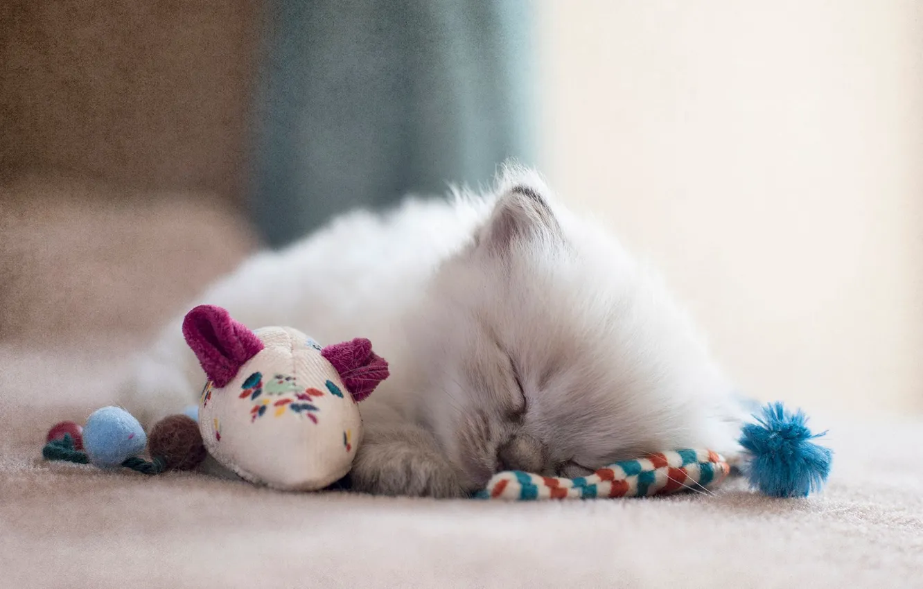 Photo wallpaper cat, toy, treatment, fluffy, mouse, sleeping, floor, tired