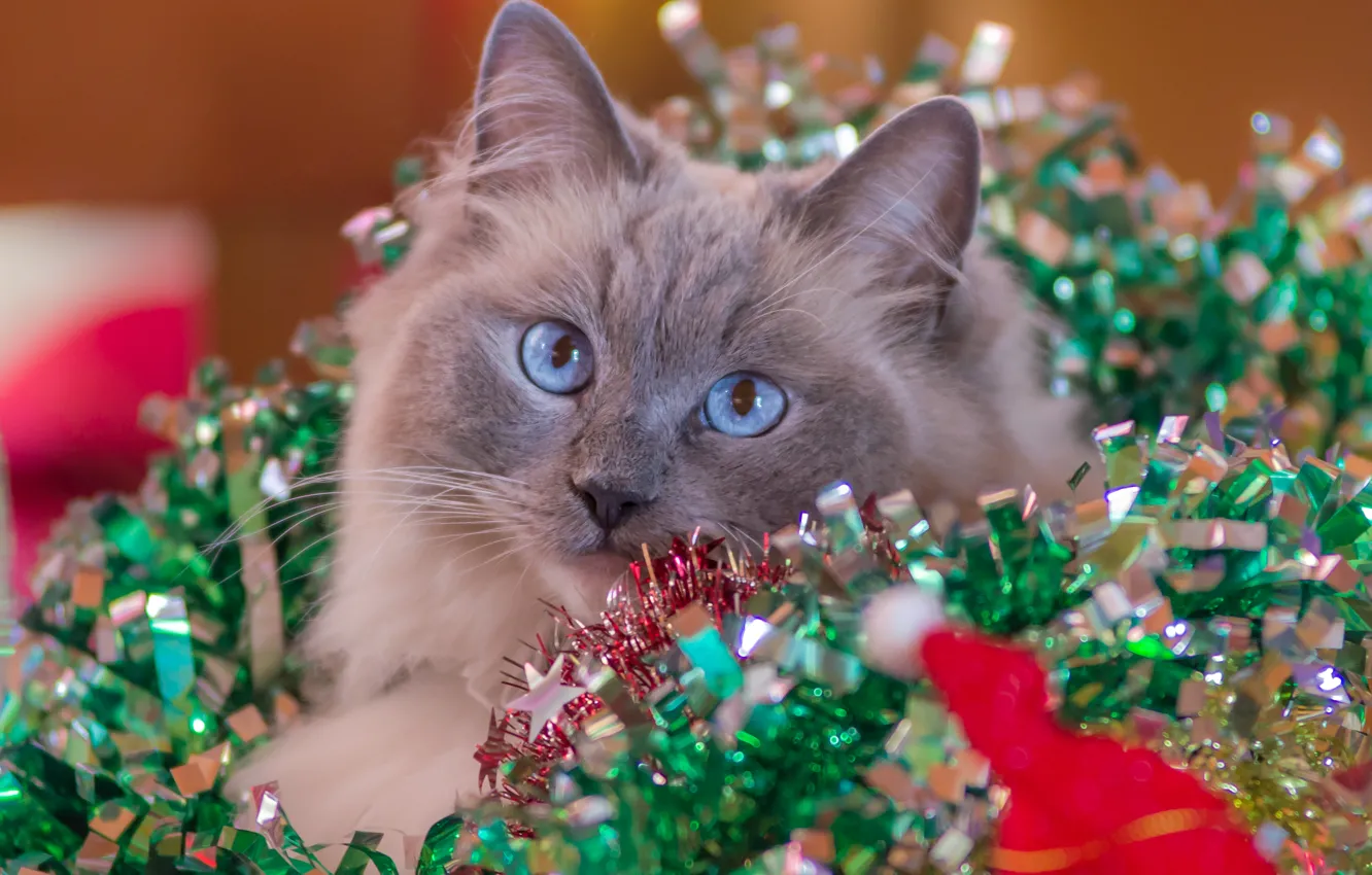Photo wallpaper cat, look, holiday, garland